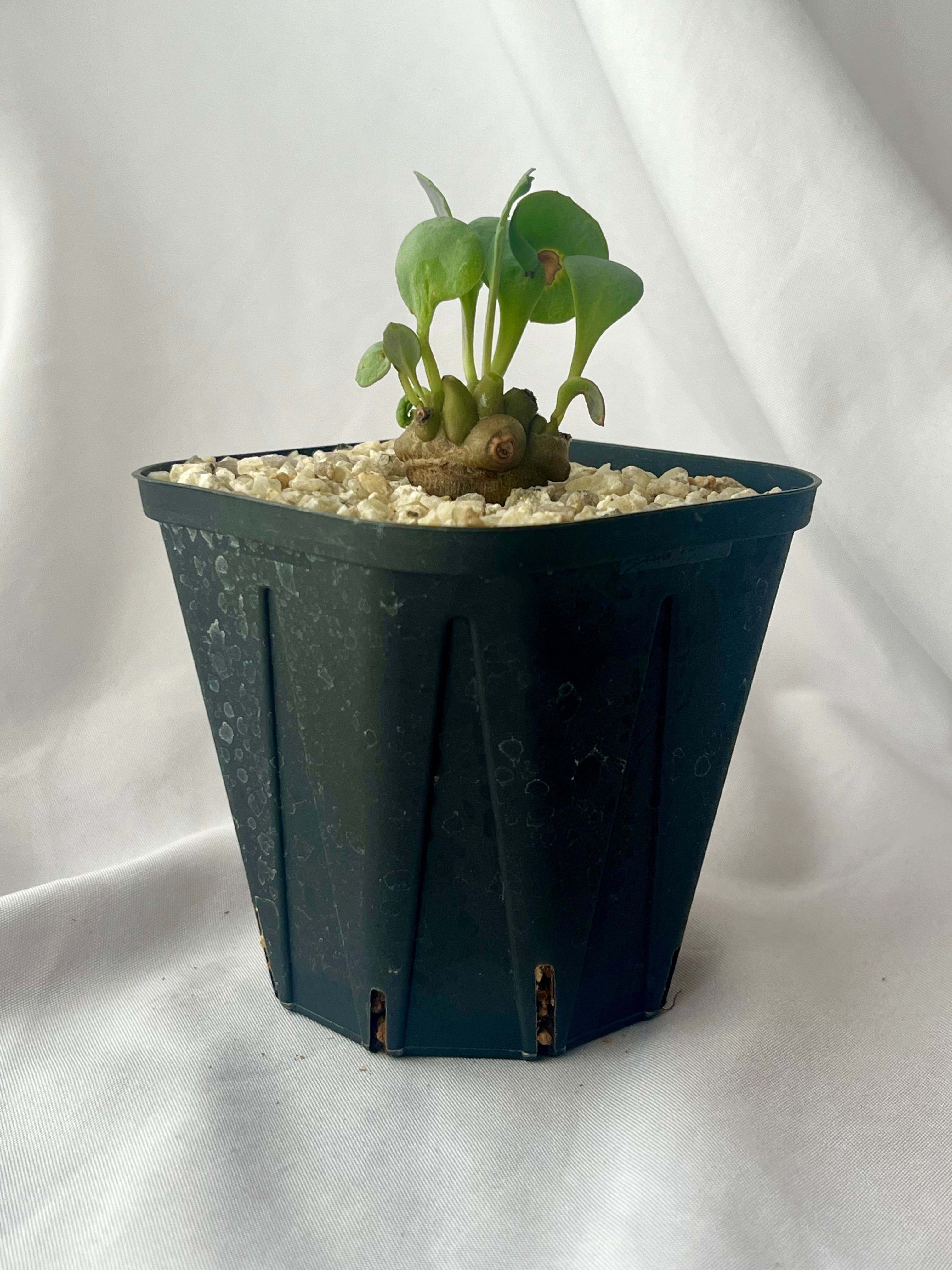 Othonna | ヘレー herrei 塊根植物 plants BASE by powered ーサボテン
