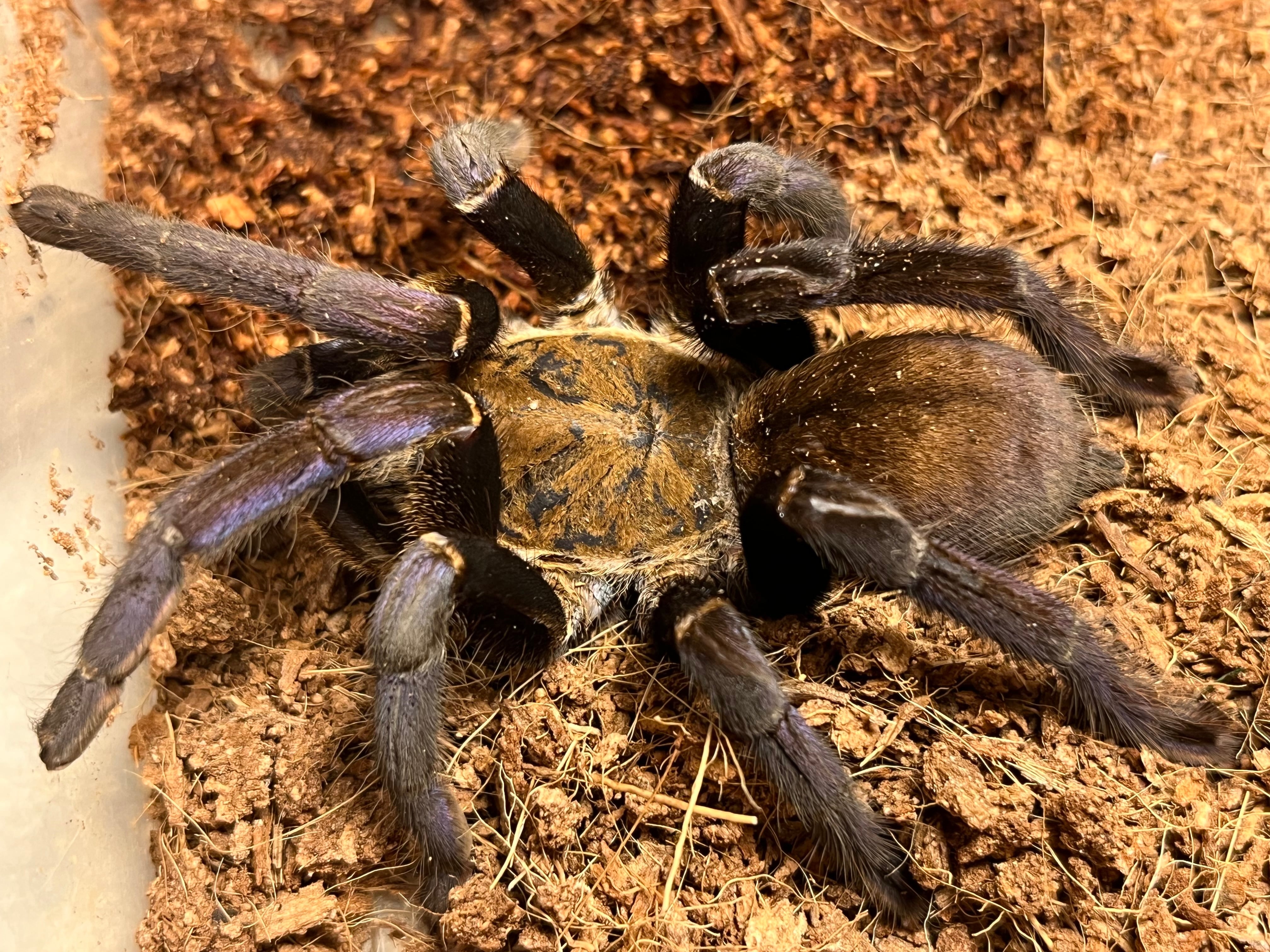 Cyriopagopus | オモニキチュウ