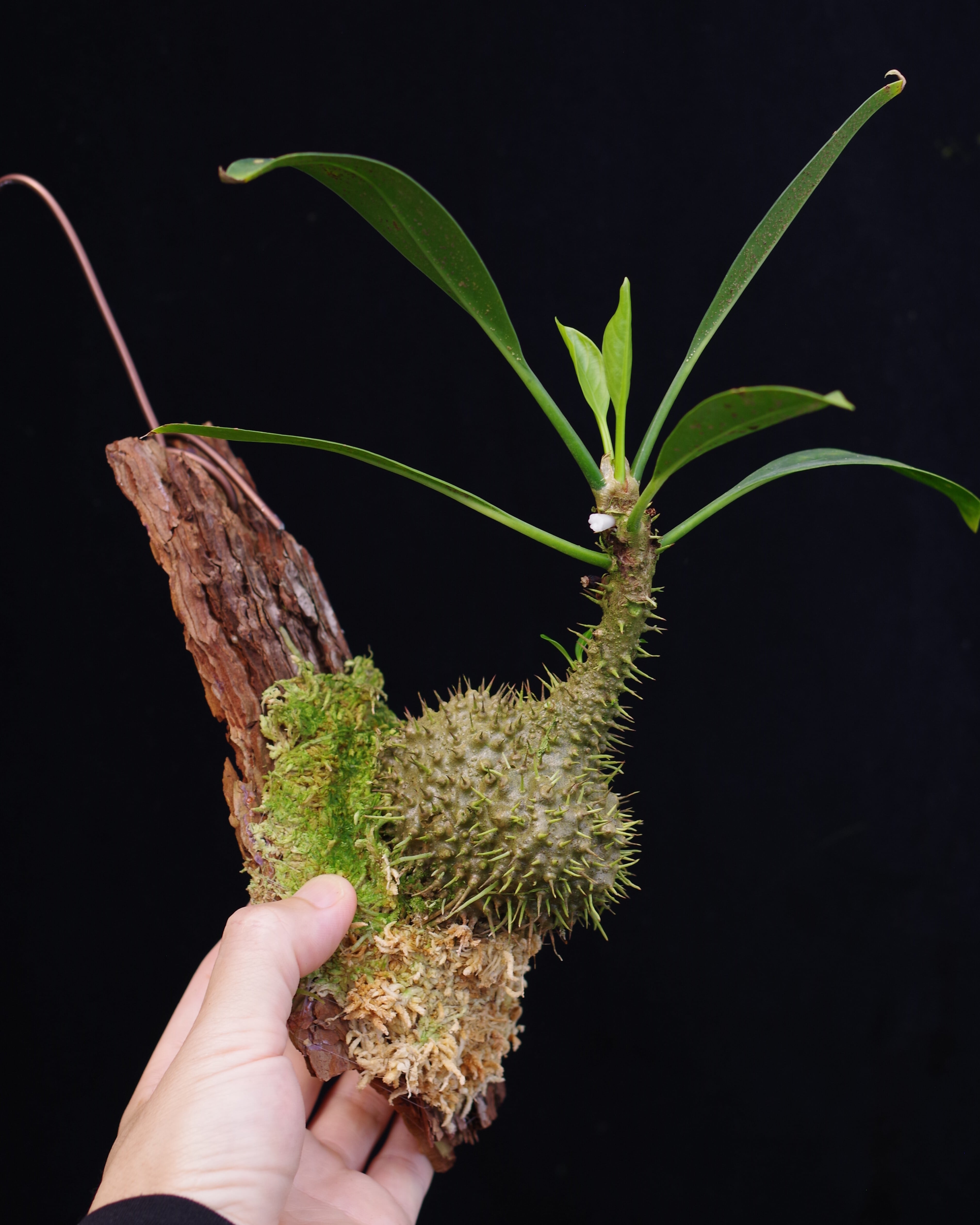 アリ植物　ミルメコディア　Myrmecodia tuberosa papuana 4ea50fc4491604a3ebe74d2311c936