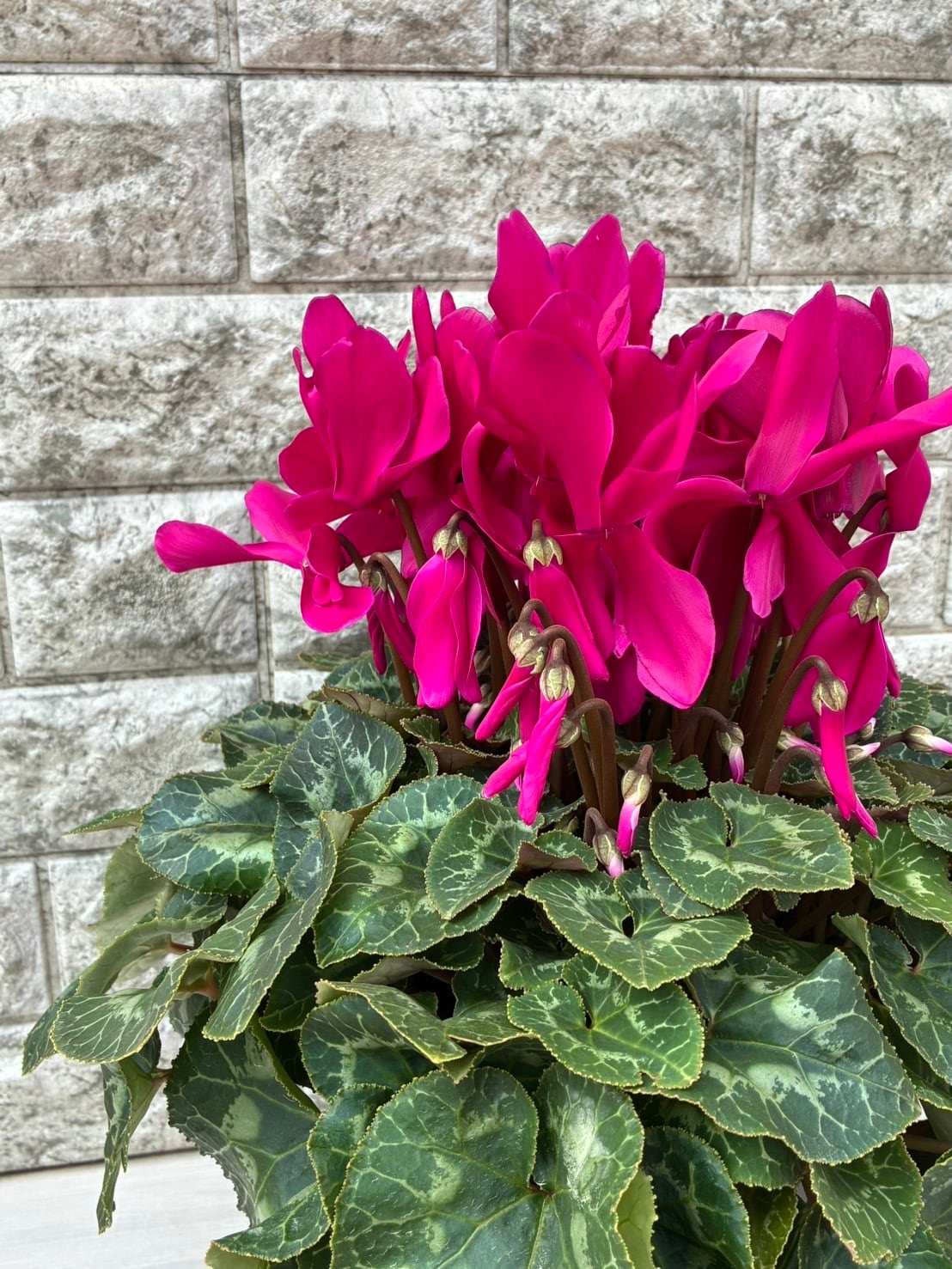 シクラメン6号鉢/パープル | 三浦園芸