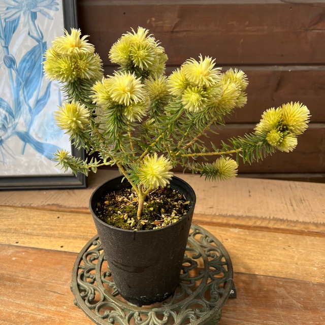 フィリカ　プベッセンスワフトフェザ③