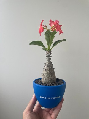 【新着】Pachypodium windsorii【国内実生の良株・BOKU HA TANOSII】パキポディウム ウィンゾリー_4