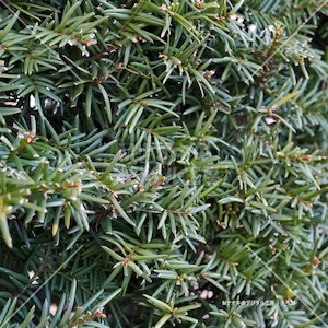 松の葉のアップ　Close-up of pine needles