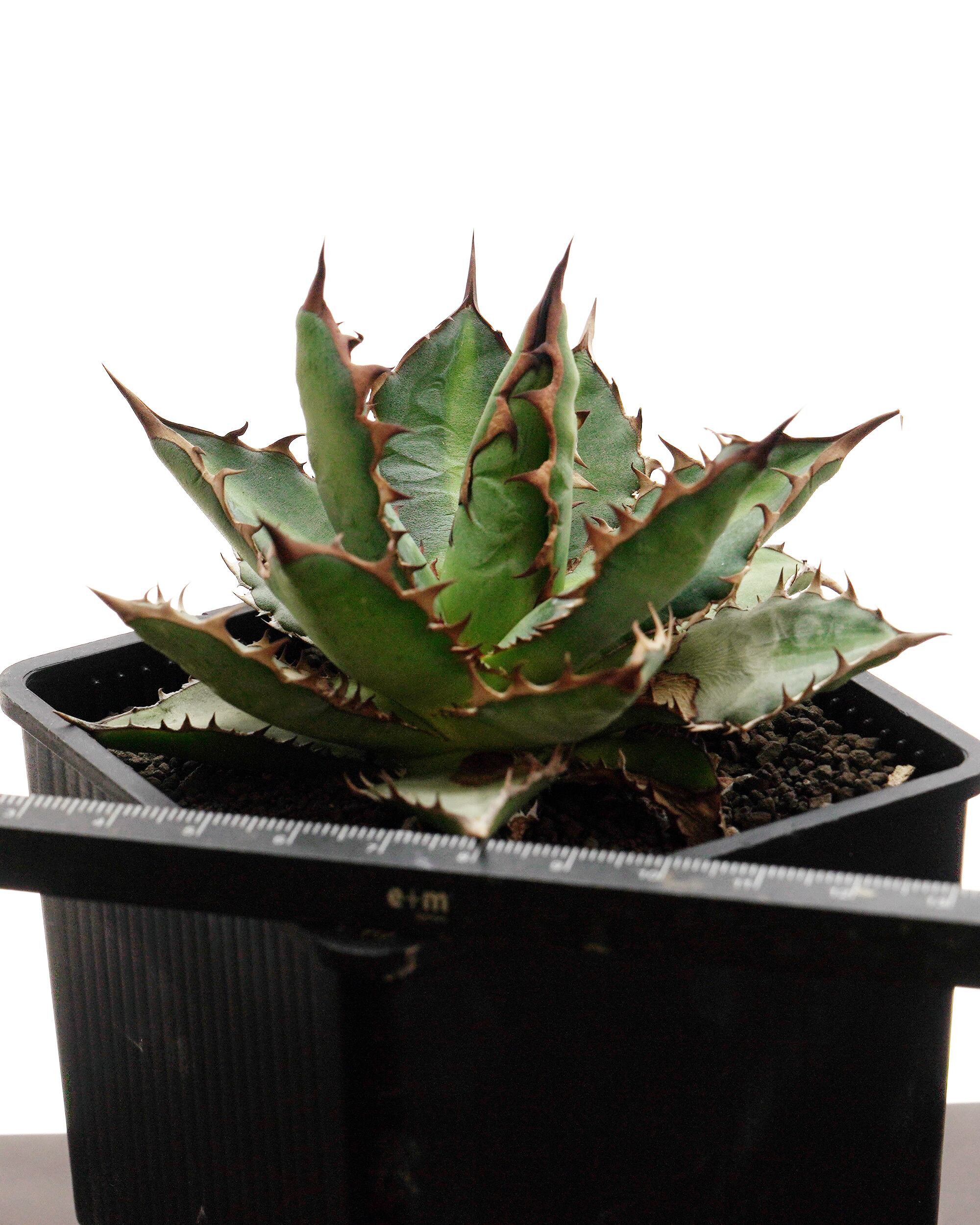 PREMIUM】 抜き苗 万代巌竜 見本株 Agave 'Bandai Ganryu' | PUKUBOOK