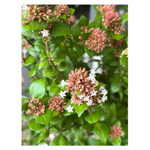Abelia chinensis