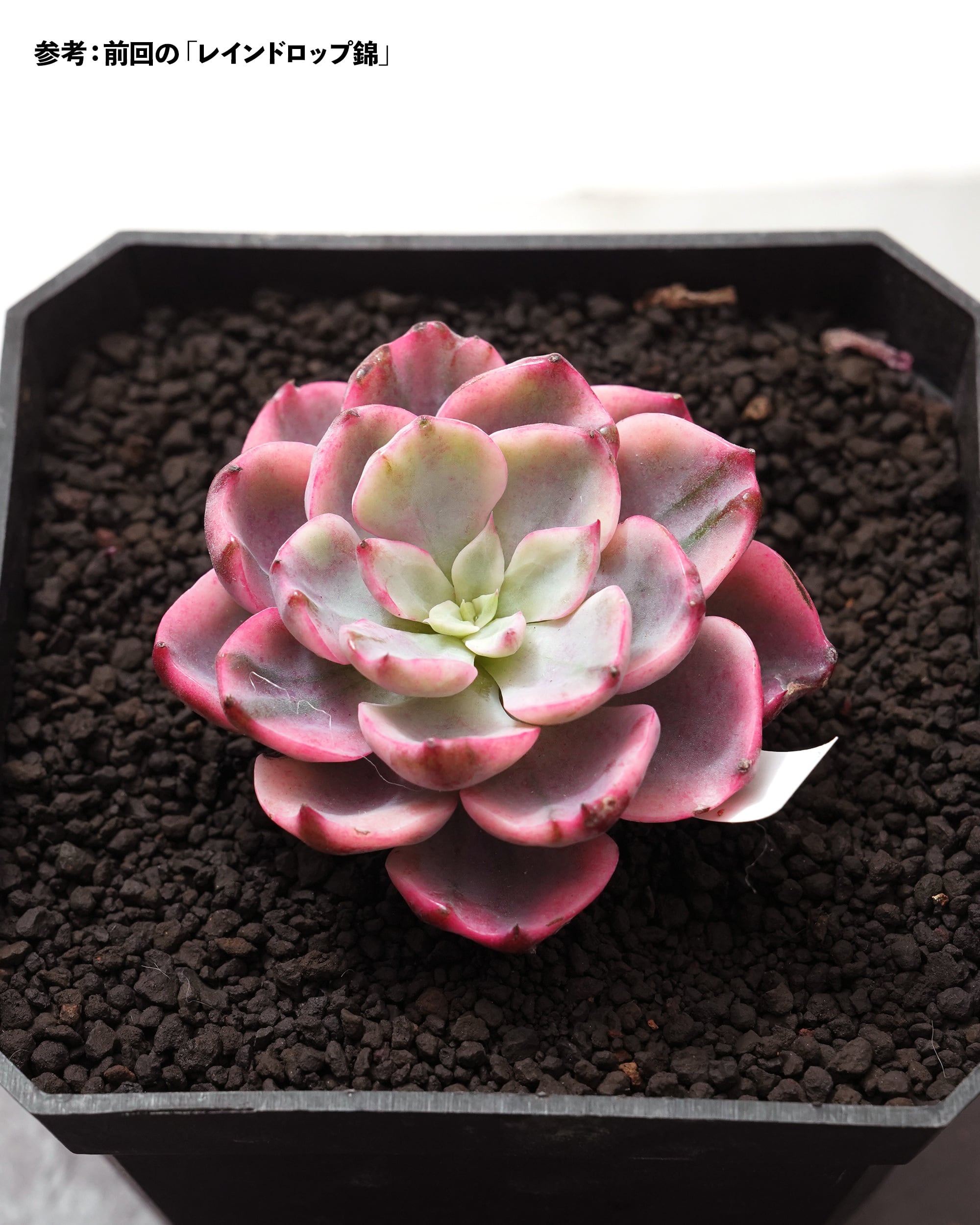 カット苗 レインドロップ錦 Echeveria 'Raindrops Variegated