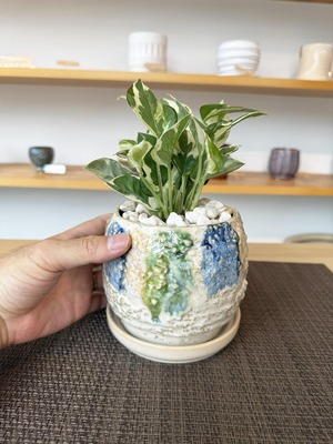 ポトス・エンジョイ