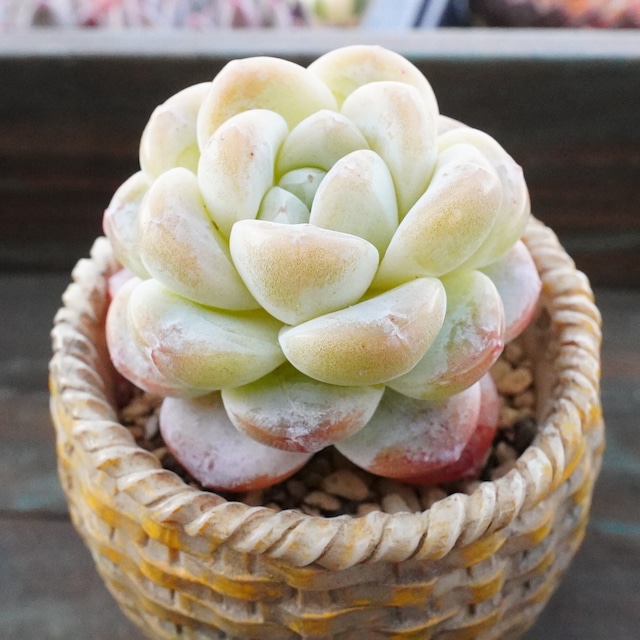 お買い得！【アイシス 3 】今回だけの特別価格　韓国多肉　レア