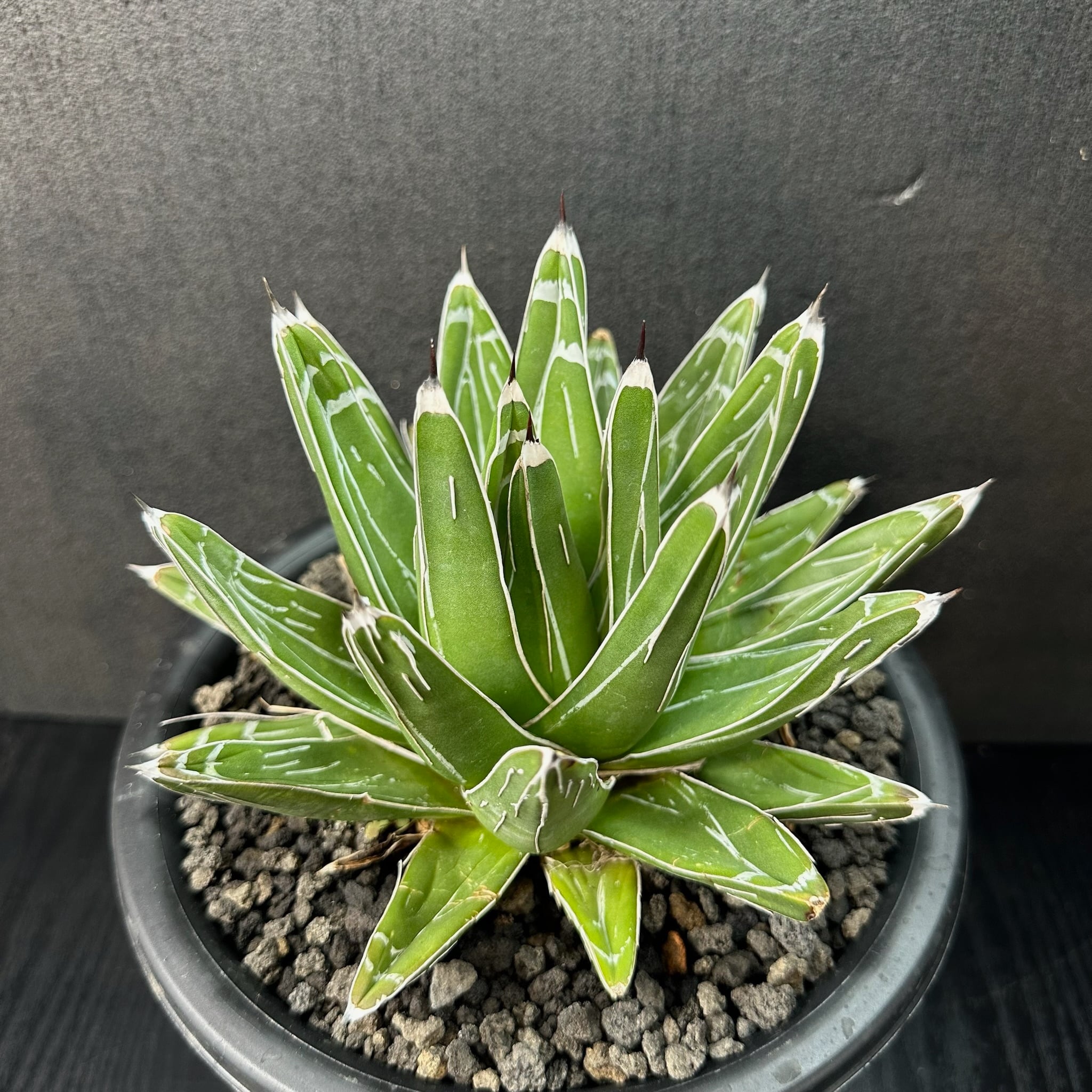 ハイブリッド | T Plants Labo