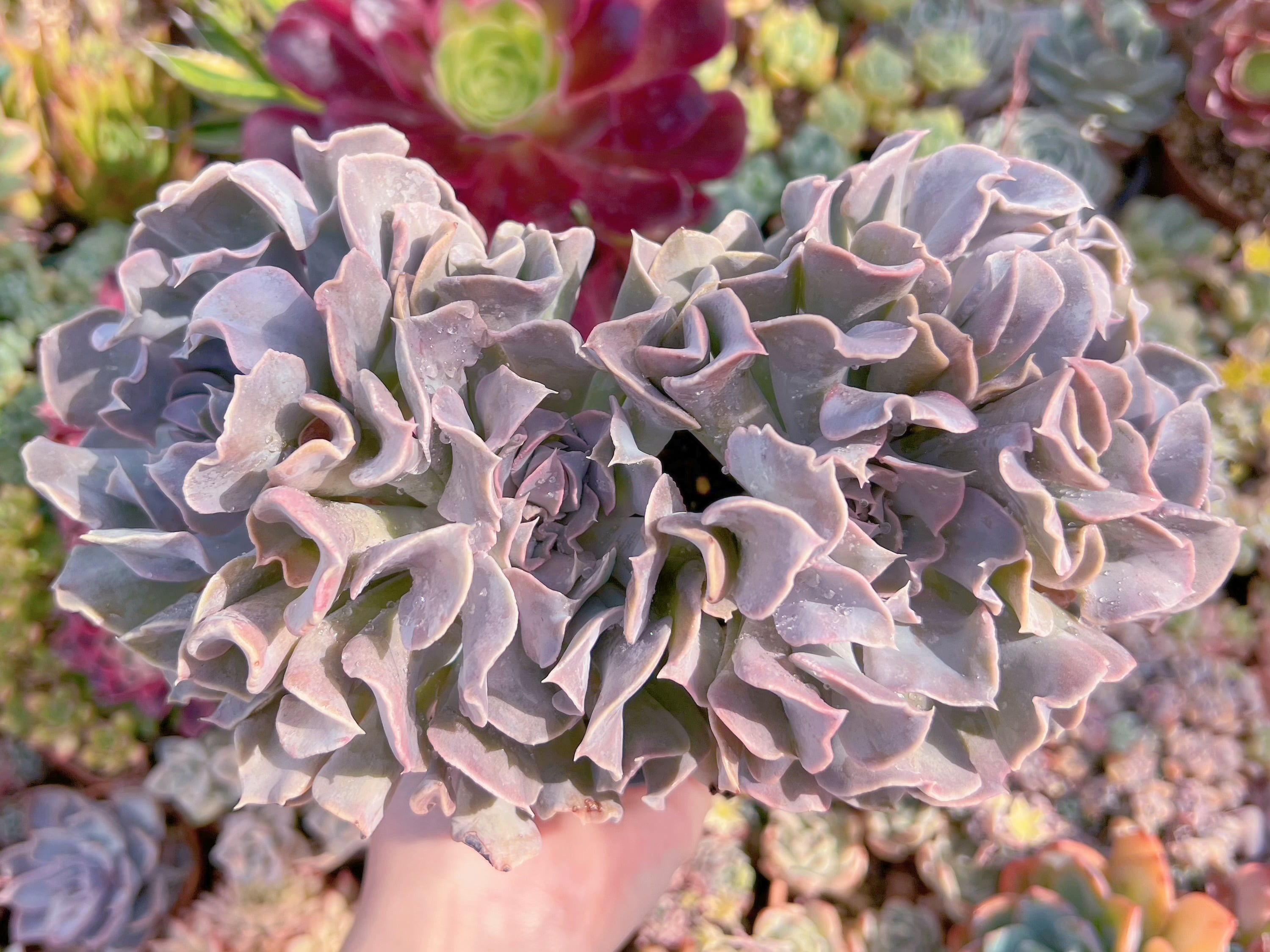 現品　スワンレイク#066  大群生　るる農園