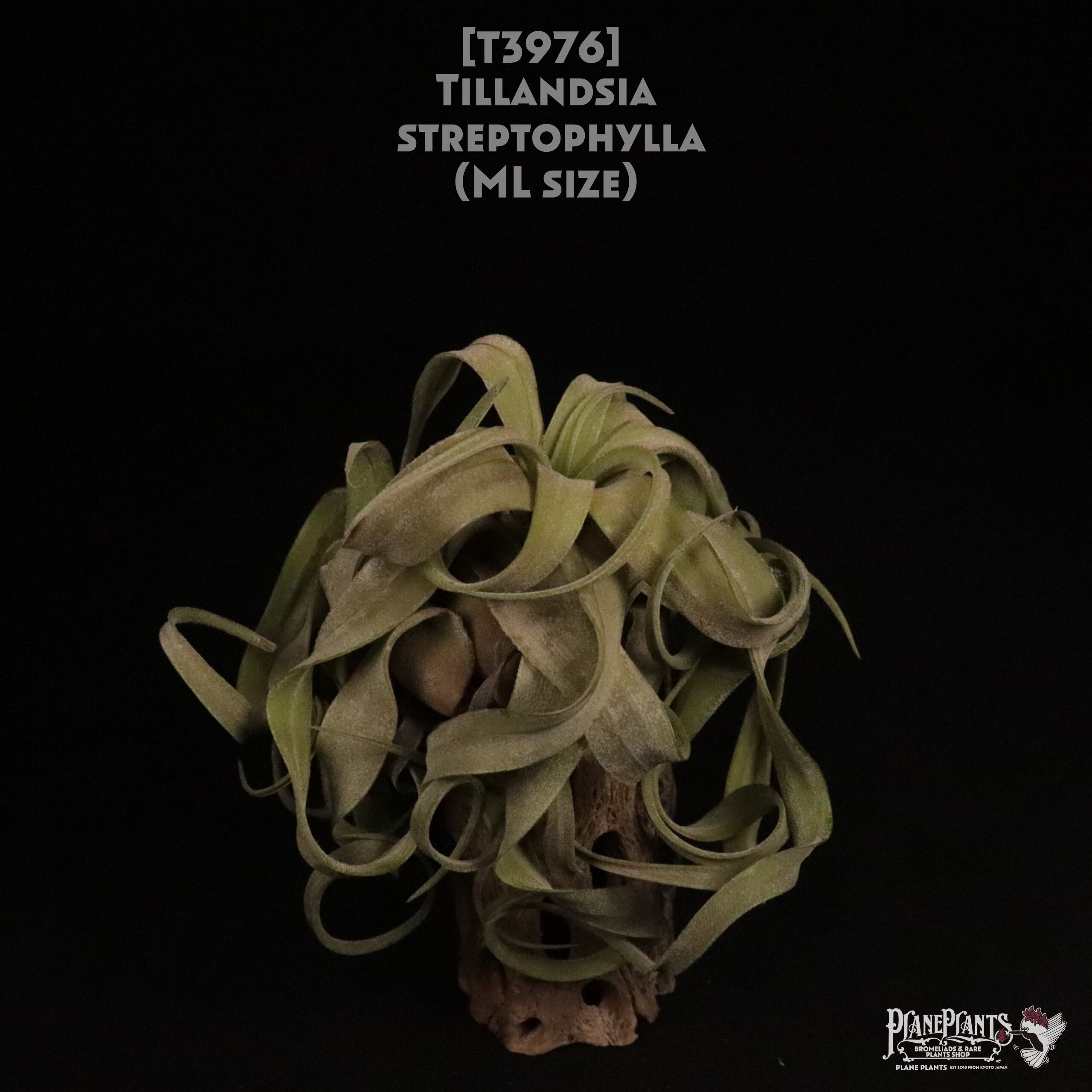 【送料無料】streptophylla ML〔エアプランツ〕現品発送T3976