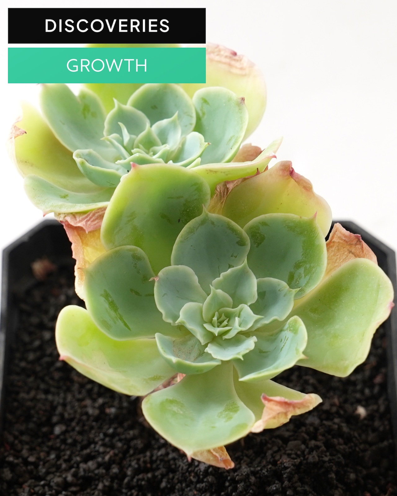 一部発根済カット苗 レモンプリンス L Echeveria 'Lemon Prince'
