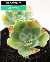 一部発根済カット苗 レモンプリンス L Echeveria 'Lemon Prince'