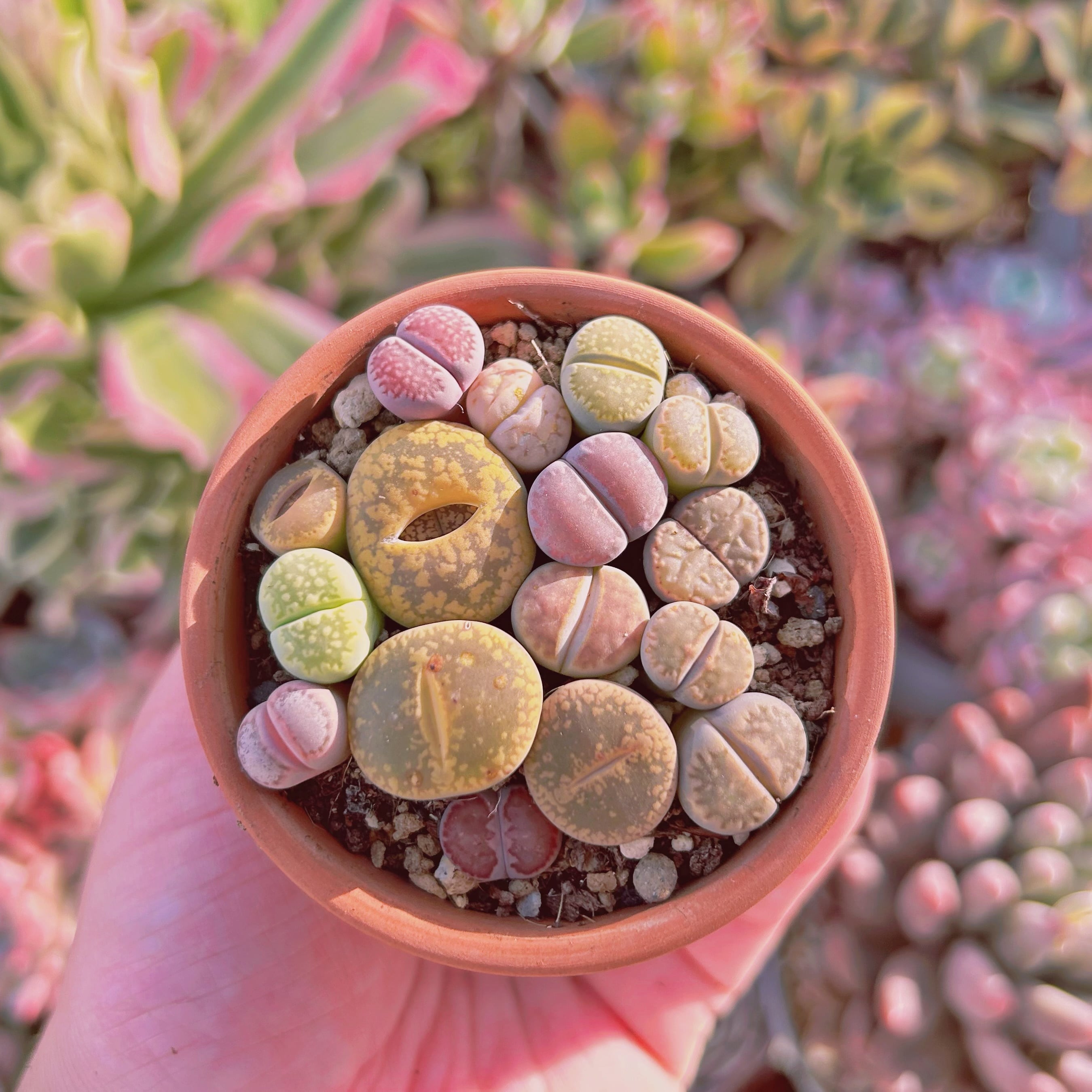 現物　多肉植物　メセン　抜き苗
