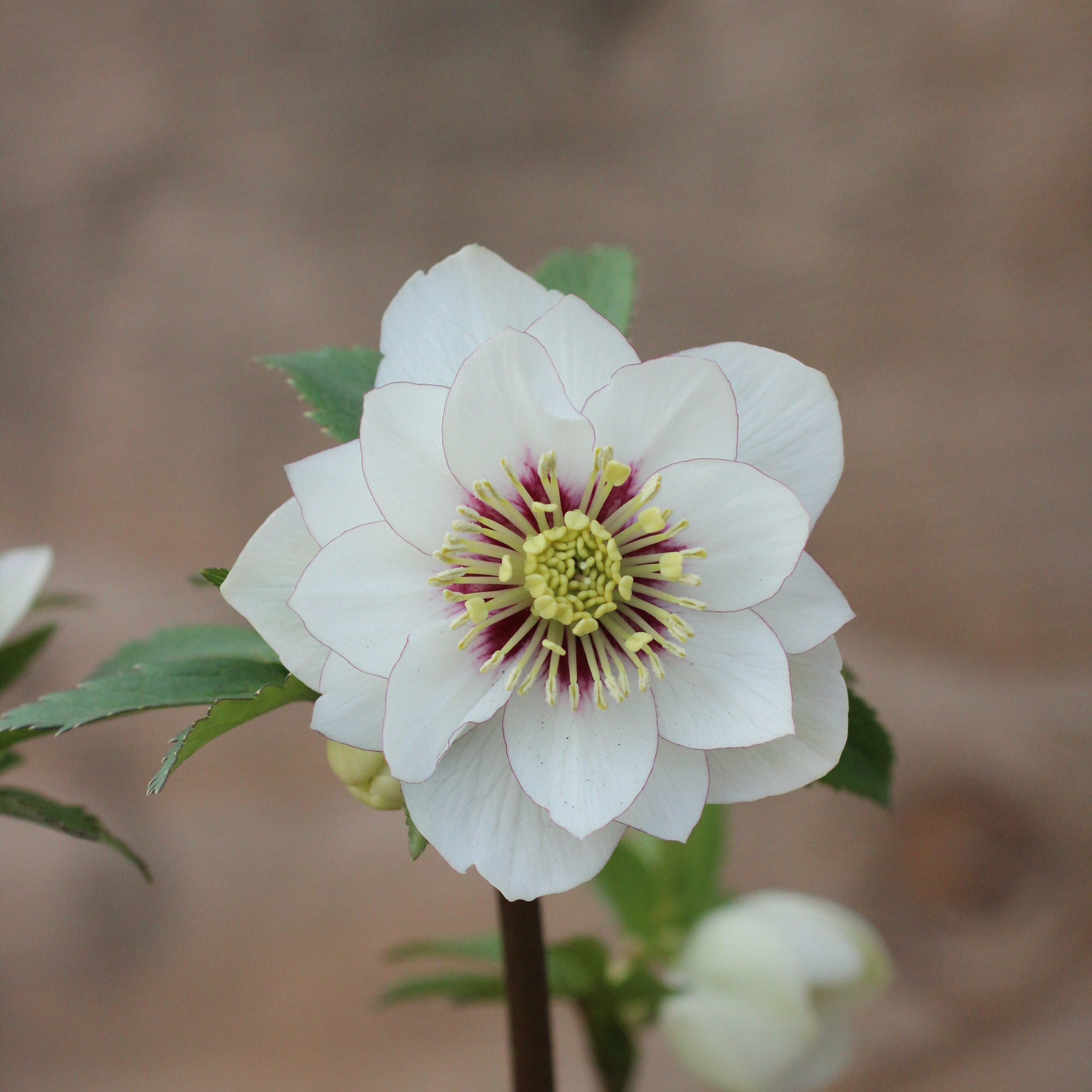 WS26-068 クリスマスローズ ウィンターシンフォニー 静ダブル