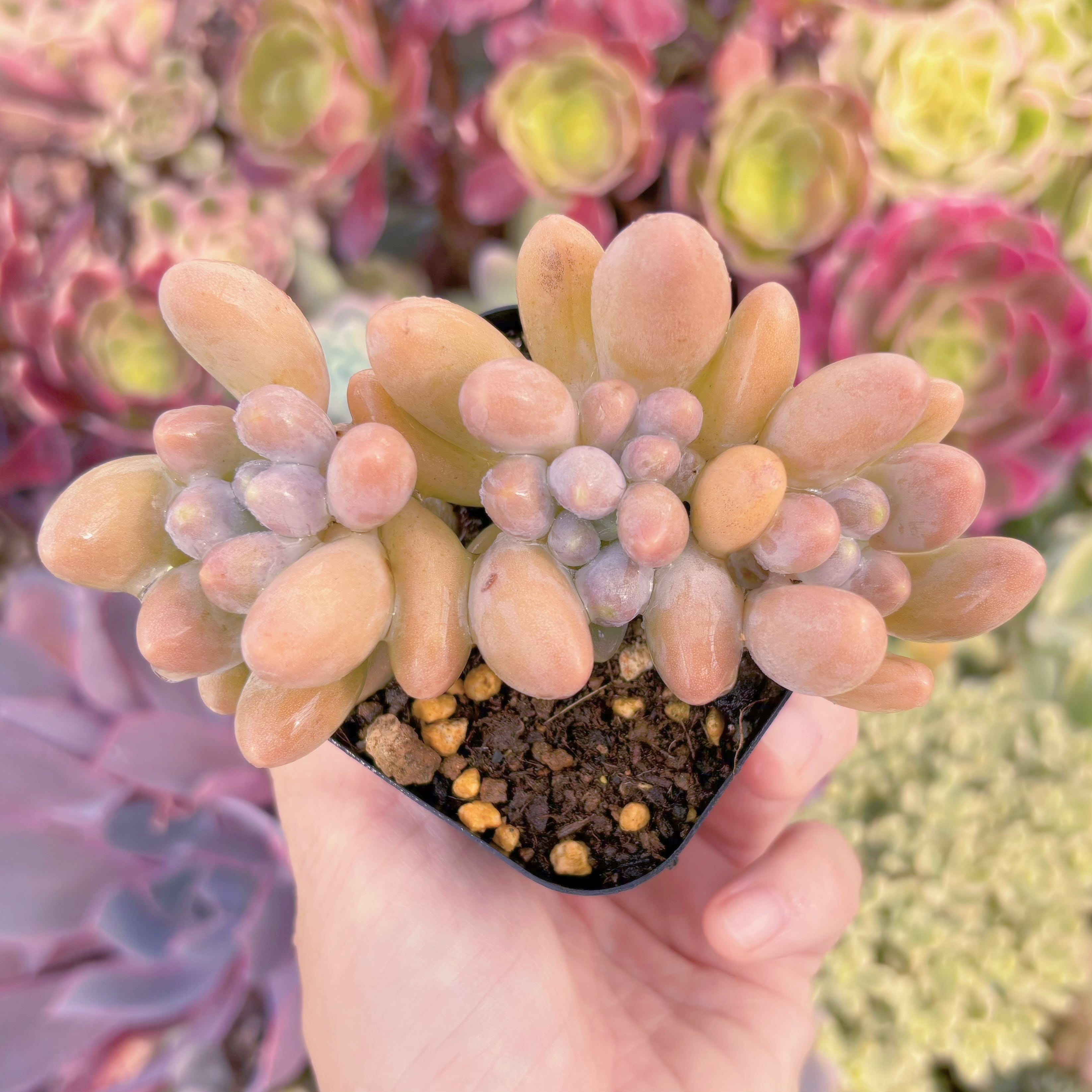 現品 ビューティーフィンガー#F210 るる農園 | るる農園~多肉植物専門