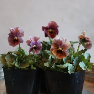 見元ビオラ　マルンマルン　冬から春にオススメのお花　よく咲く　シャビーシックにおすすめ