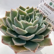 【現物商品】ECHEVERIA simulans,Laguna Sanchez 原種 実生苗