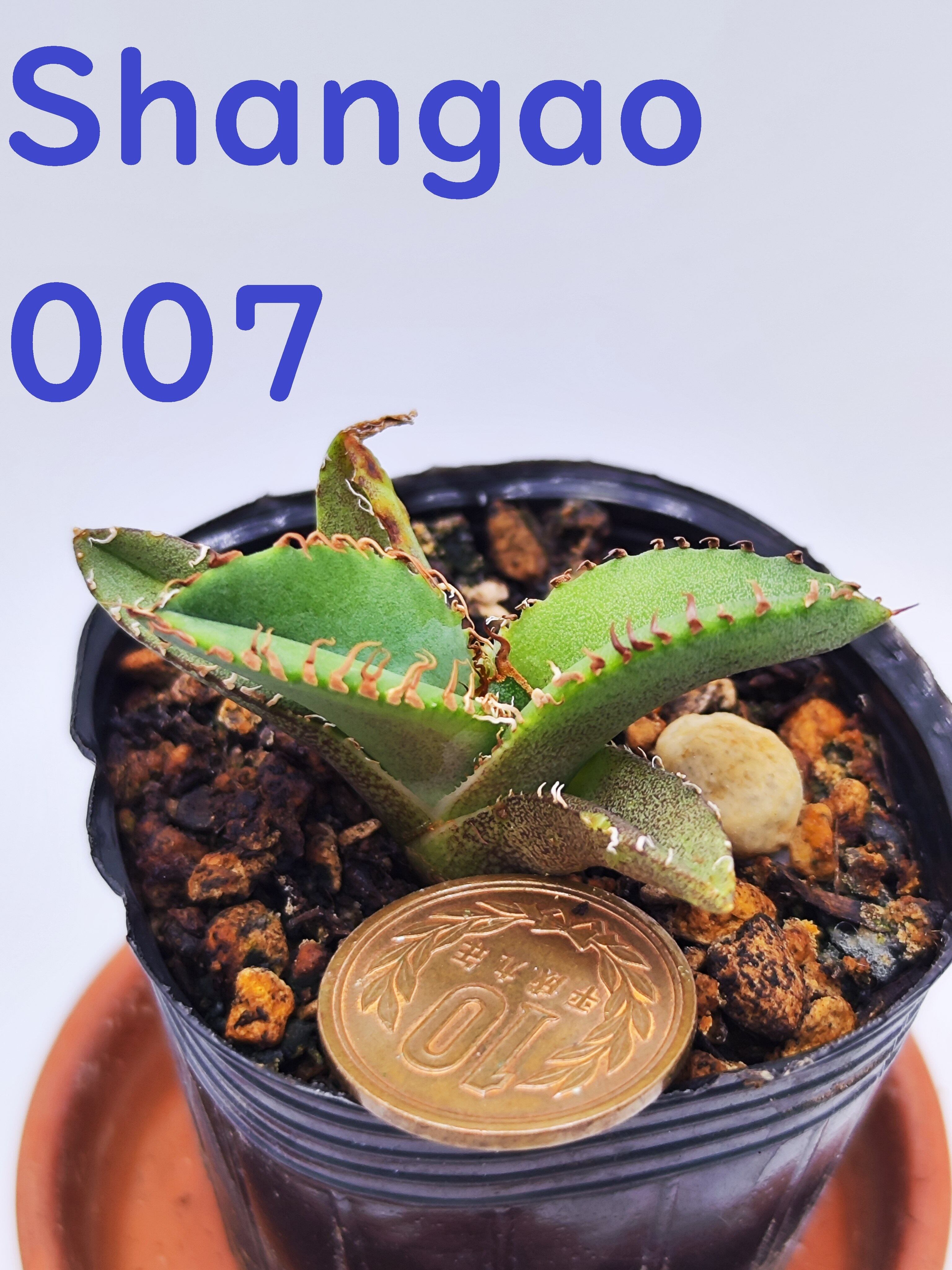 11 Shangao-006(眼鏡蛇(コブラ))(アガベ チタノタ) 11 Shangao-006(眼鏡蛇(コブラ))(アガベ チタノタ)