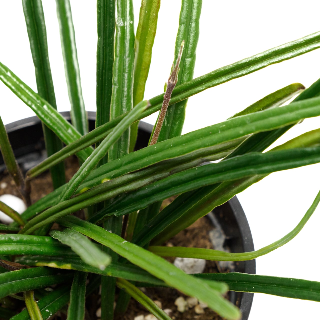 ホヤ インスラリス 3.5号鉢 【No.0042】 | SHIBUYA ENGEI