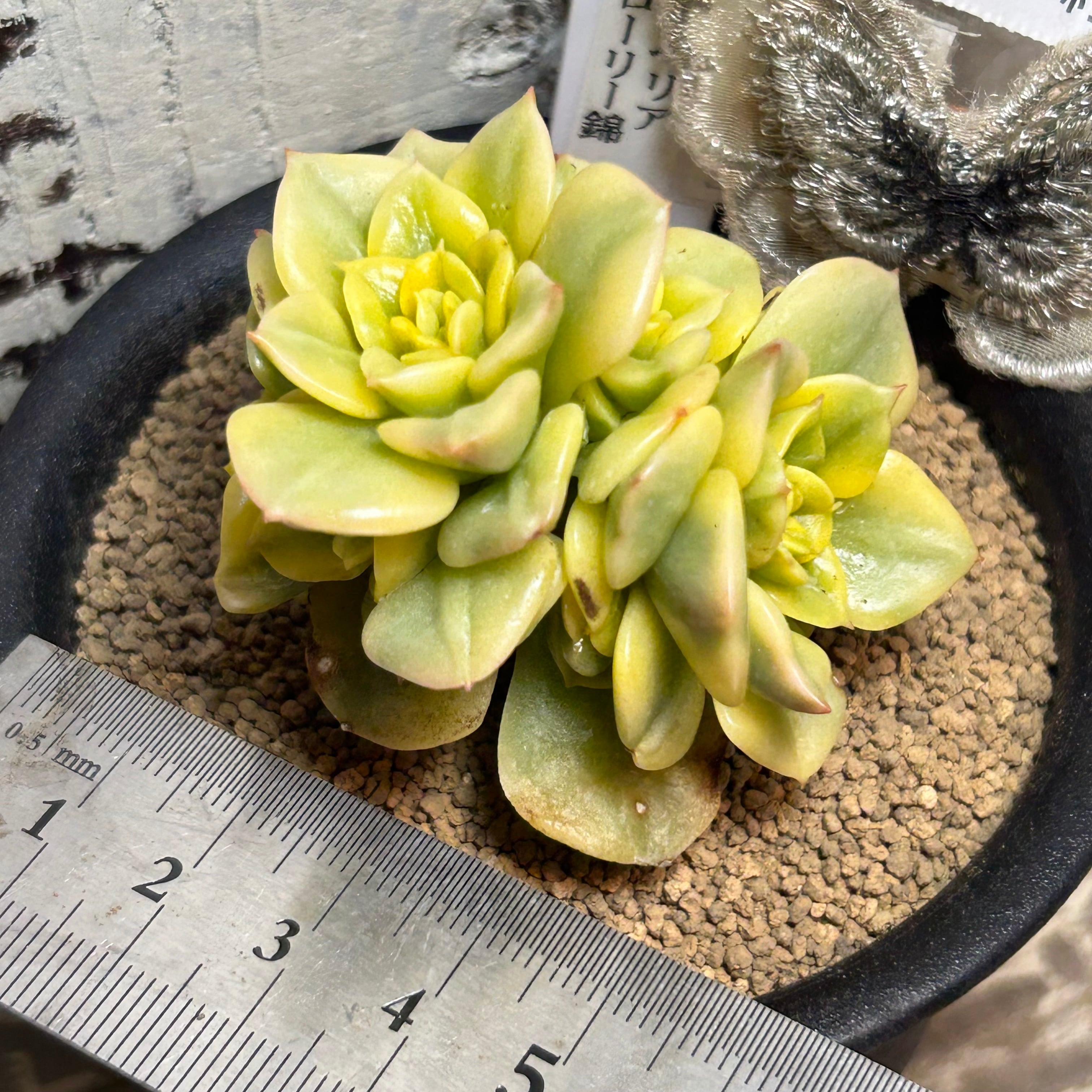 A)ローリー錦群生 | RuPo 多肉植物専門店