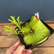 ビカクシダ　リドレイ優良実生　P.ridleyi Sebangau Kuala, Borneo【511】