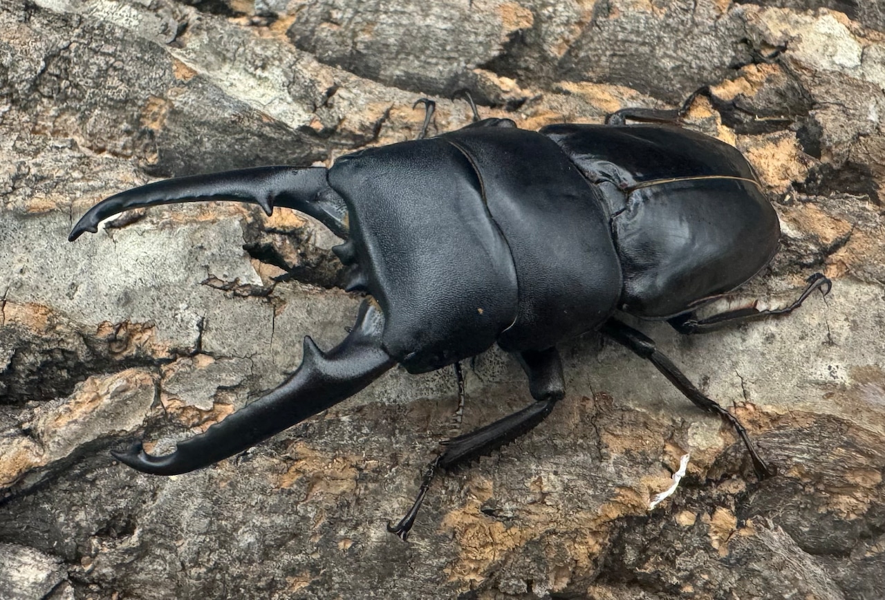 《ツシマヒラタクワガタ 71mm ♂単》