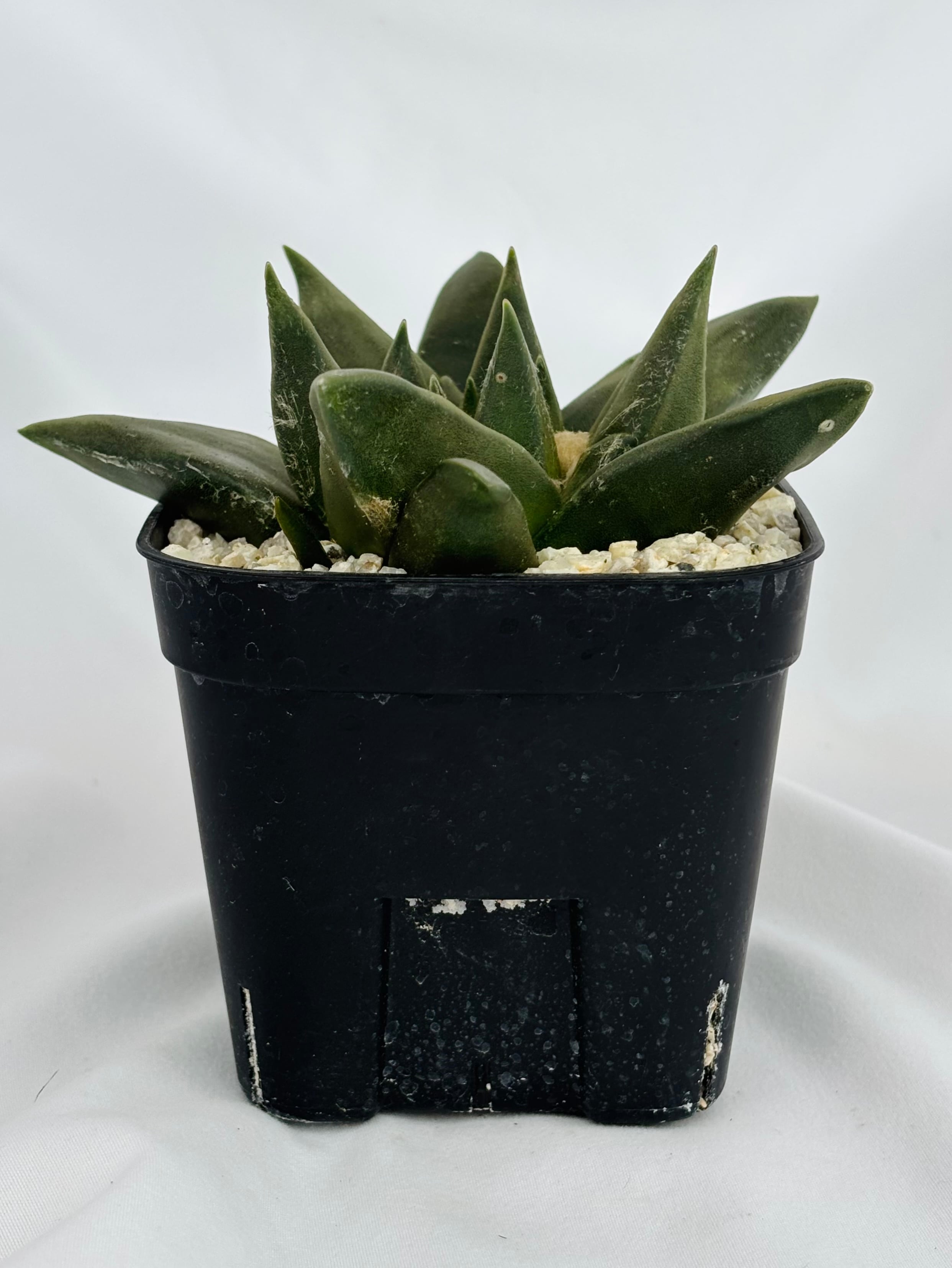 Ariocarpus trigonus アリオカルプス 三角牡丹 サボテン | plants MARU