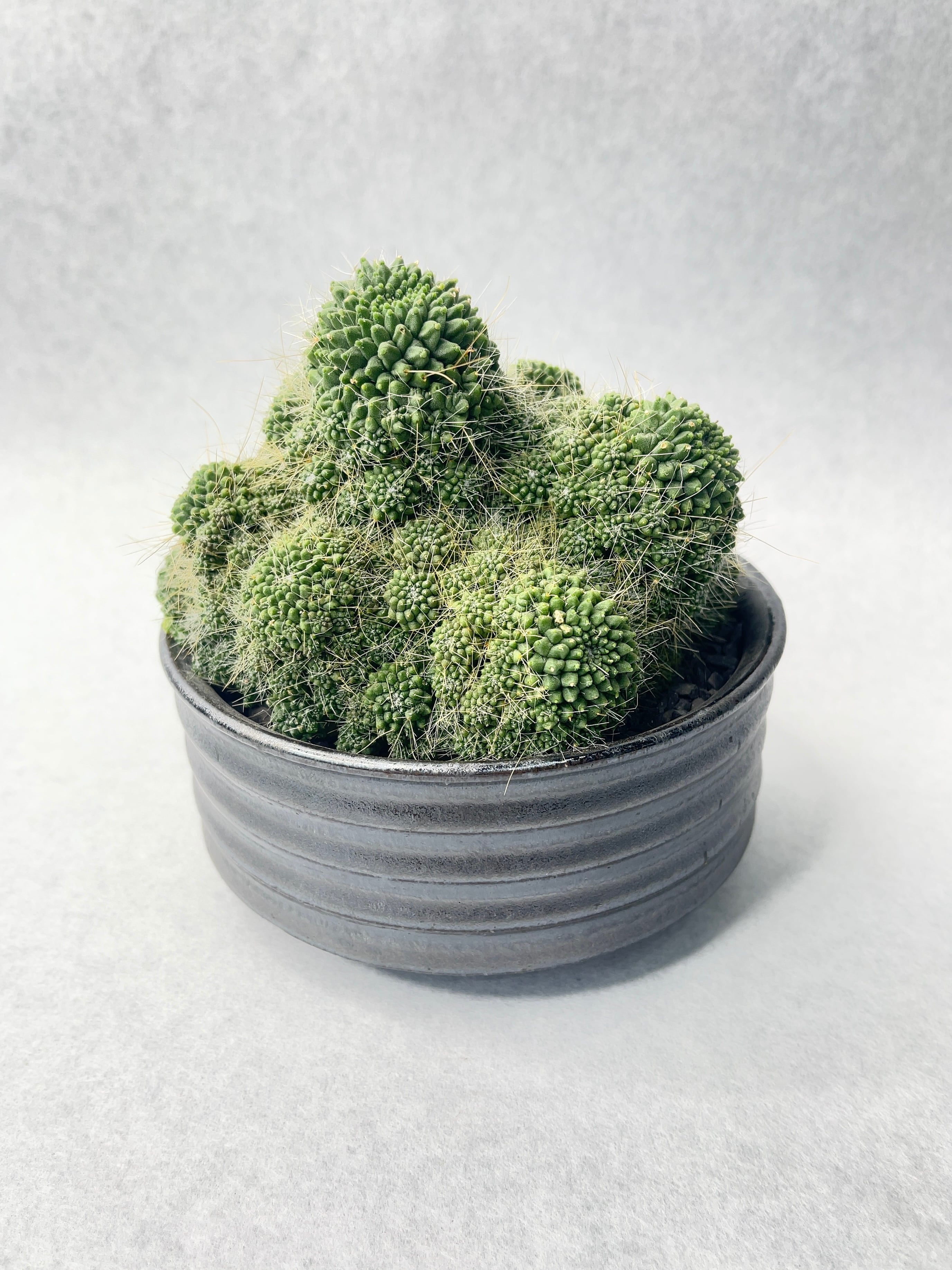 マミラリア・ピコモンスト | trigger