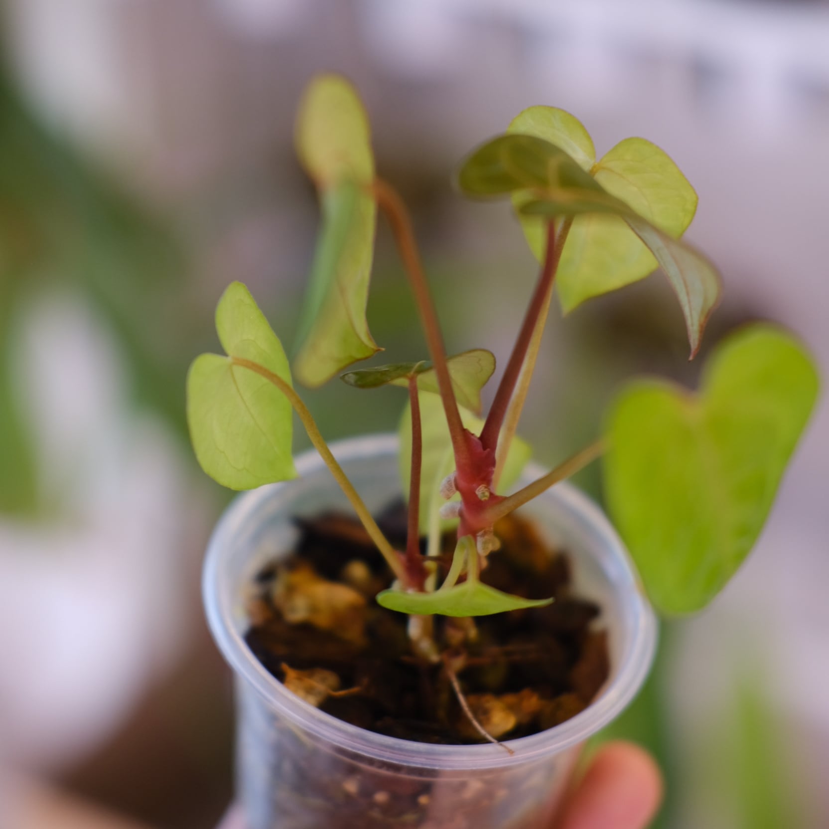 Anthurium Ace of Spades｜アンスリウム エース オブ スペード⑨│観葉