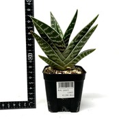 アロエ　千代田錦【126】