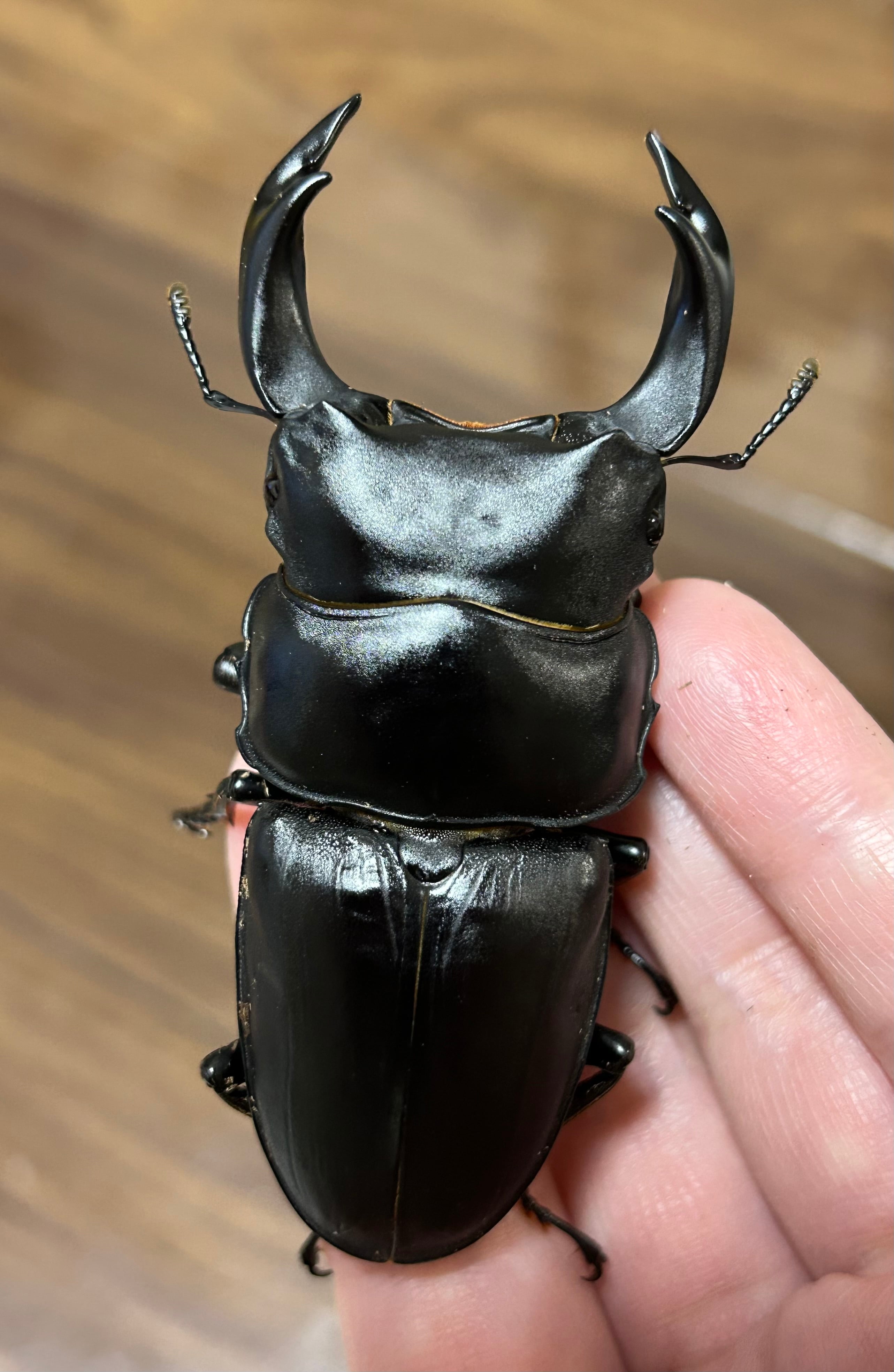 mochikuwa 〜オオクワガタ販売〜