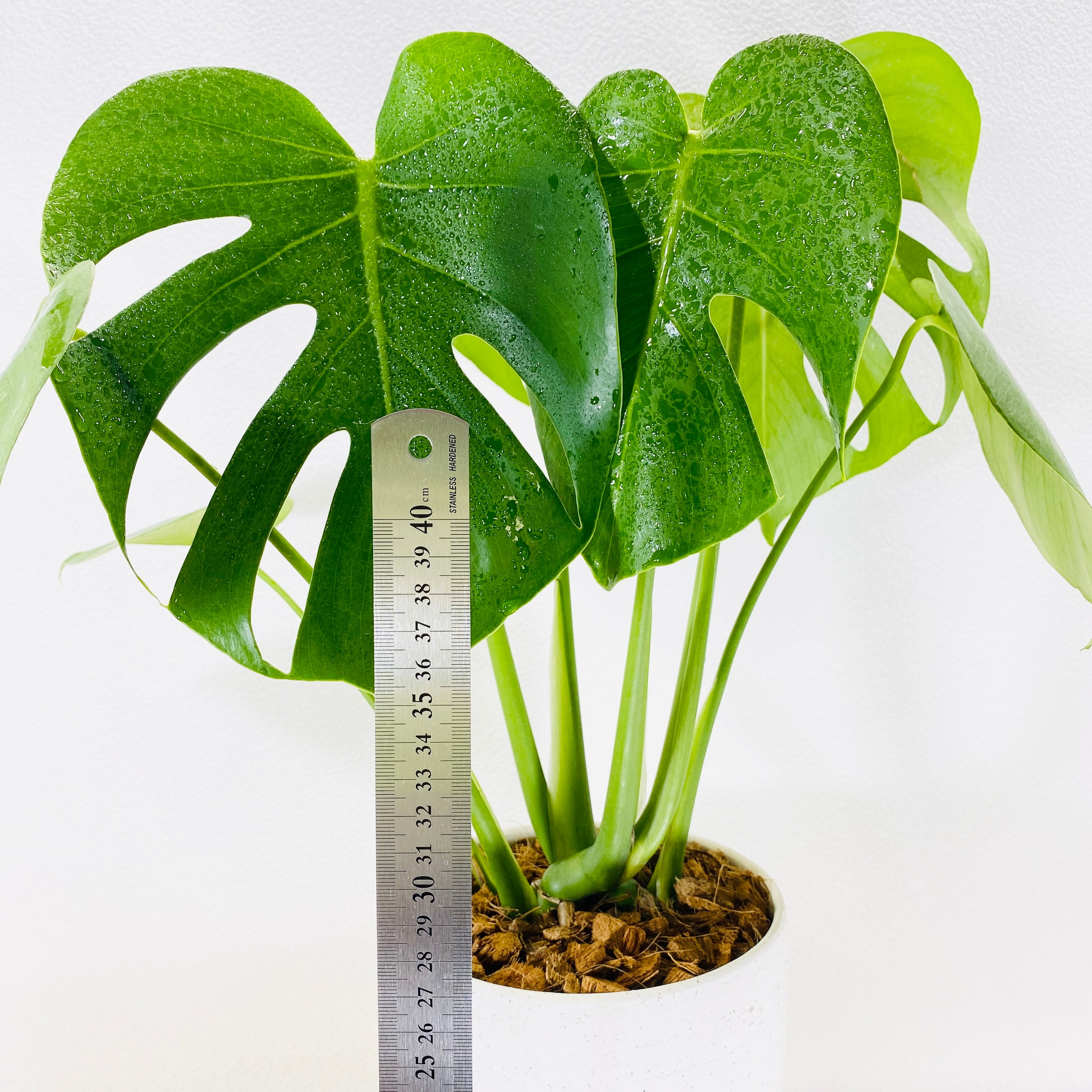 モンステラ アダンソニー (ヒメモンステラ) [観葉植物•1点もの モンステラ アダンソニー (ヒメモンステラ) [観葉植物•1点もの