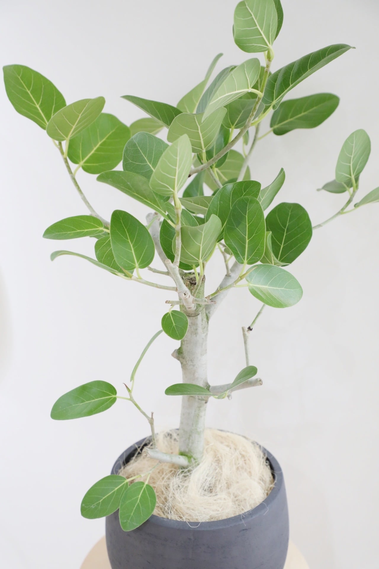 L/84cm】フィカス ベンガレンシス/Ficus benghalensis | 【厳選植物