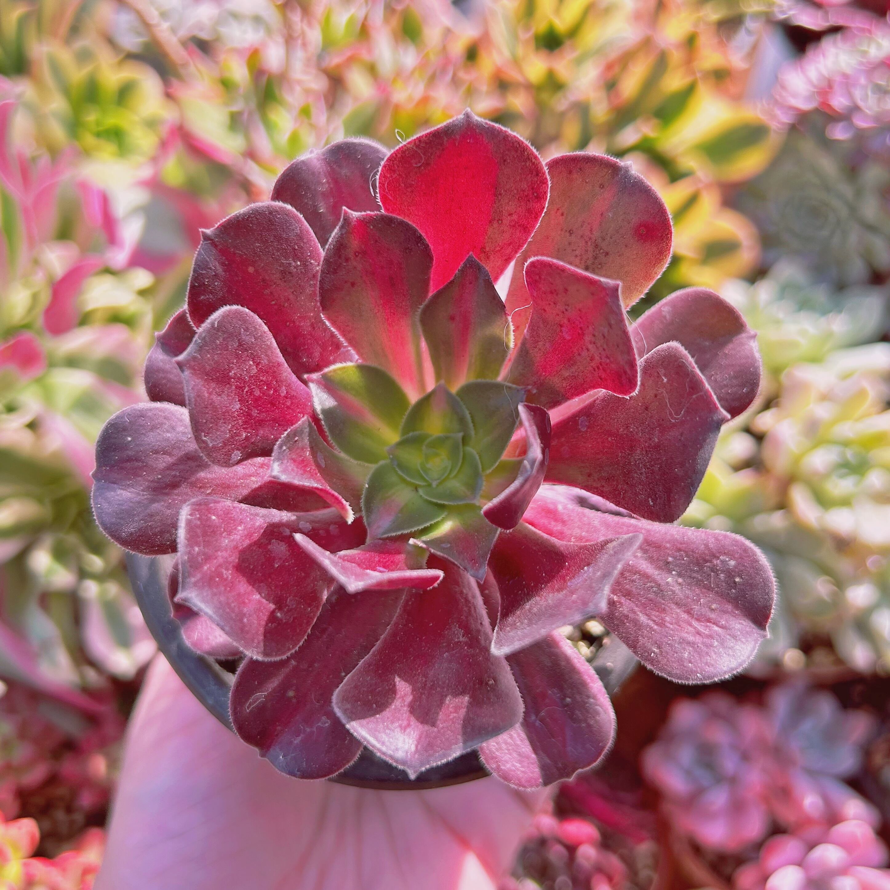 現物　多肉植物　新品種　Aeonium アシーナ錦　抜き苗