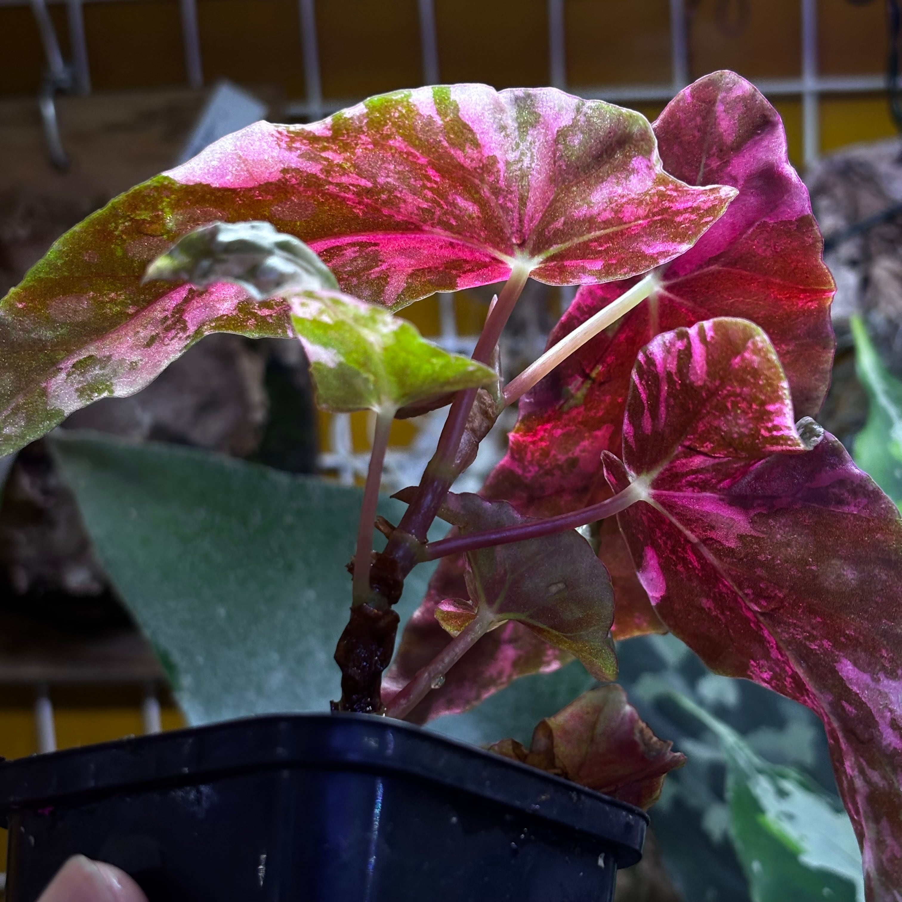 Begonia maculata 'Pink Variegated' | 熱帯雨林植物専門店 トイ吉園芸