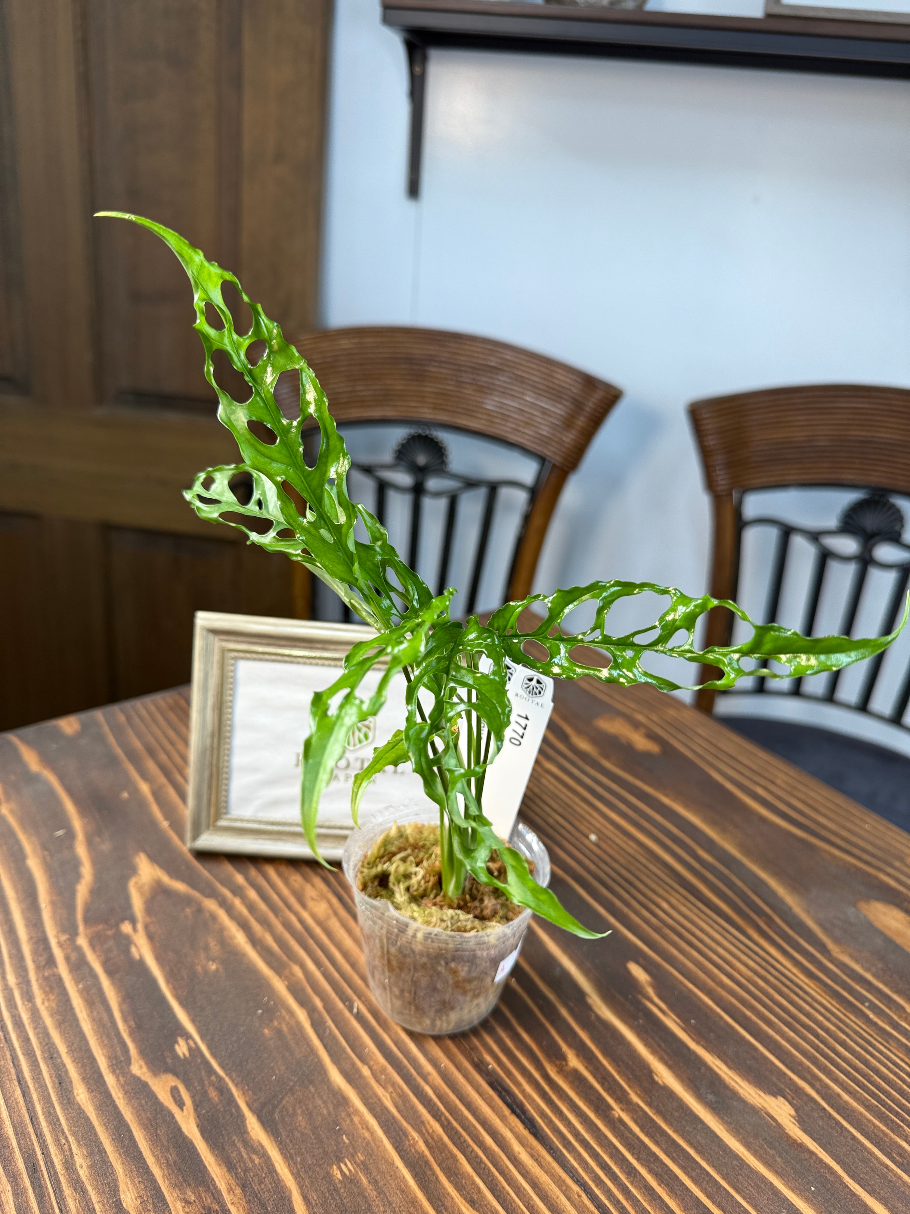 ☆1770モンステラ オブリクア(口径8cmポット) | ROOTALPLANTS