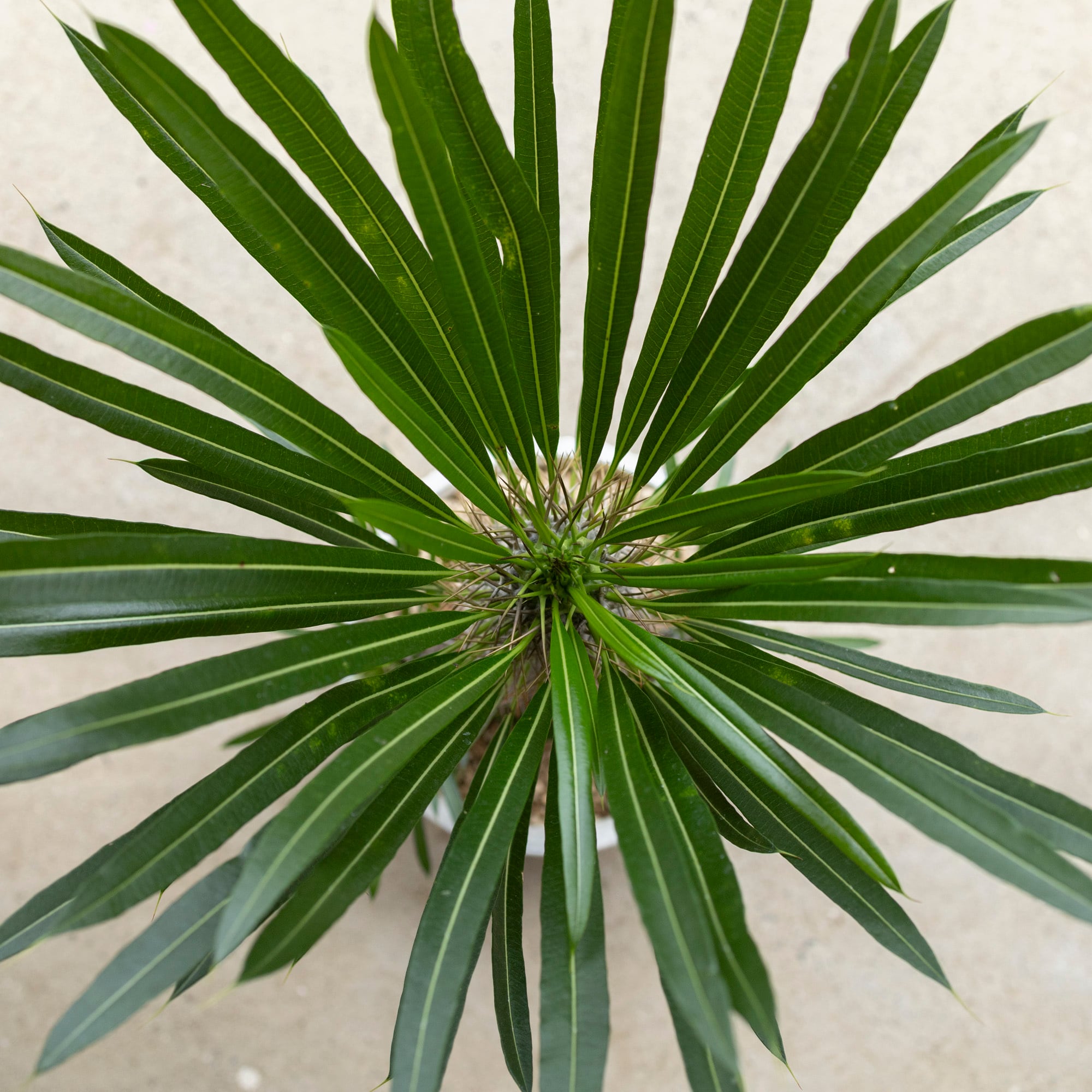 パキポディウム ラメリー 7号 陶器鉢 コーデックス 塊根植物