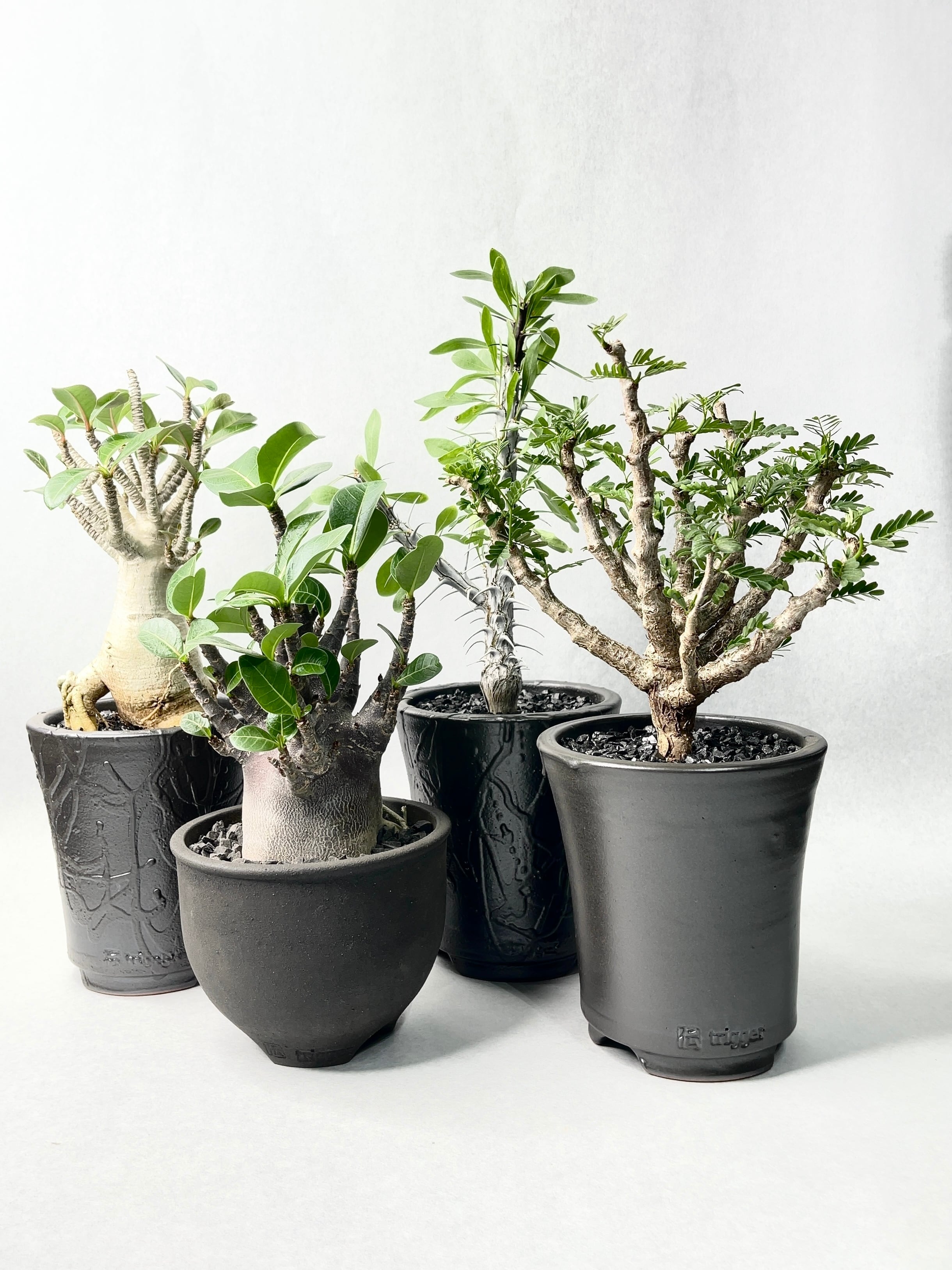 パキプス グラキリス F 良形 ファシクラータ 塊根植物 良型 フォークイ