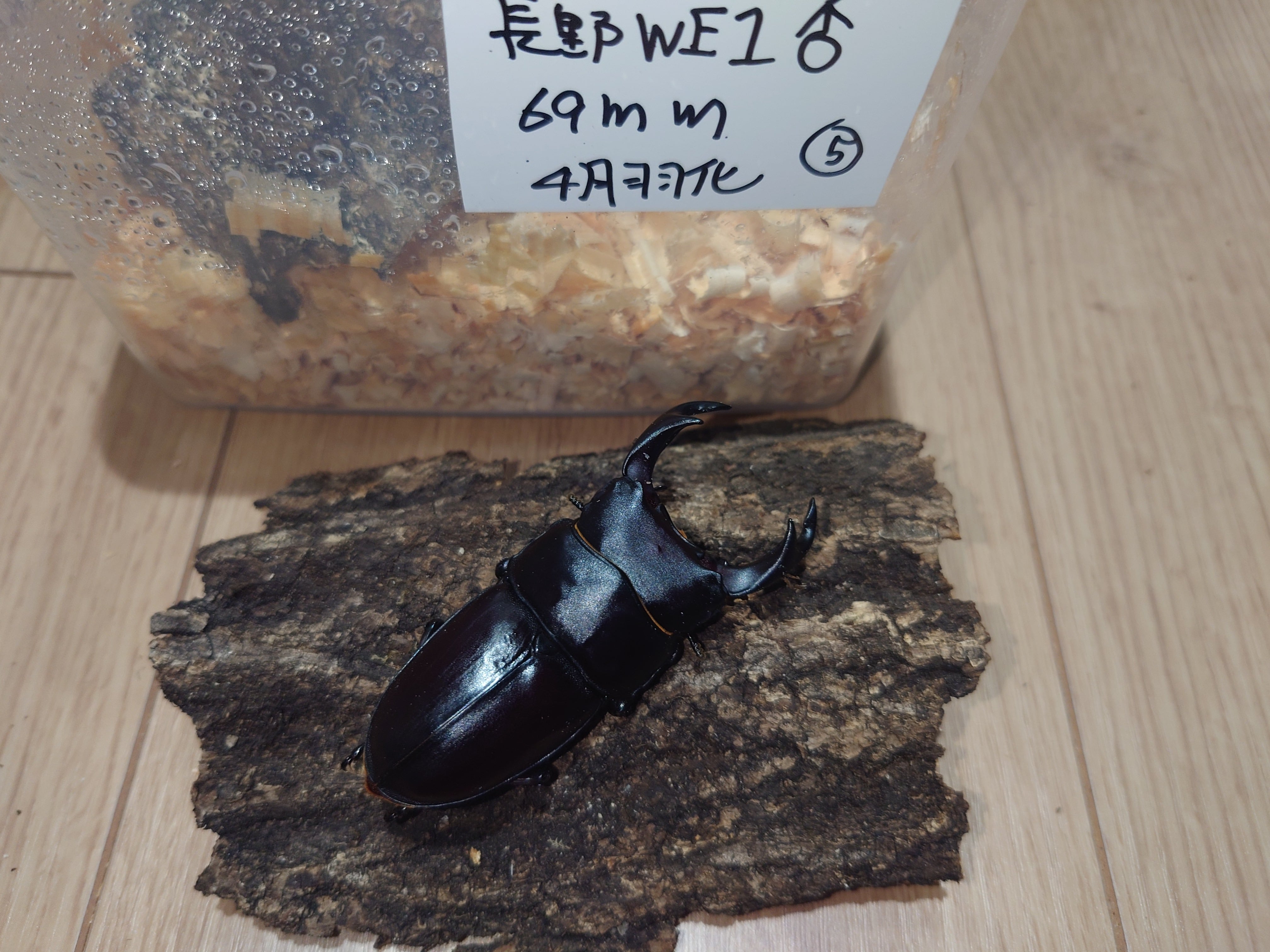 オオクワライフ オオクワライフ