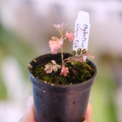 Phyllanthus urinaria 'Pink Variegated'│フィランサス・ウリナリア ピンク斑入り⑥│観葉植物