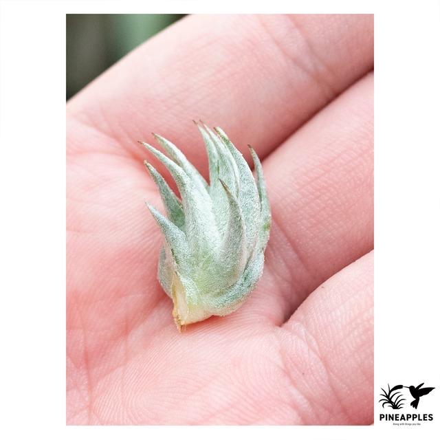 Tillandsia loliacea (Compact Good Clone)