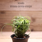 【送料無料】Vriesea correia-araujoi〔フリーセア〕現品発送V0060