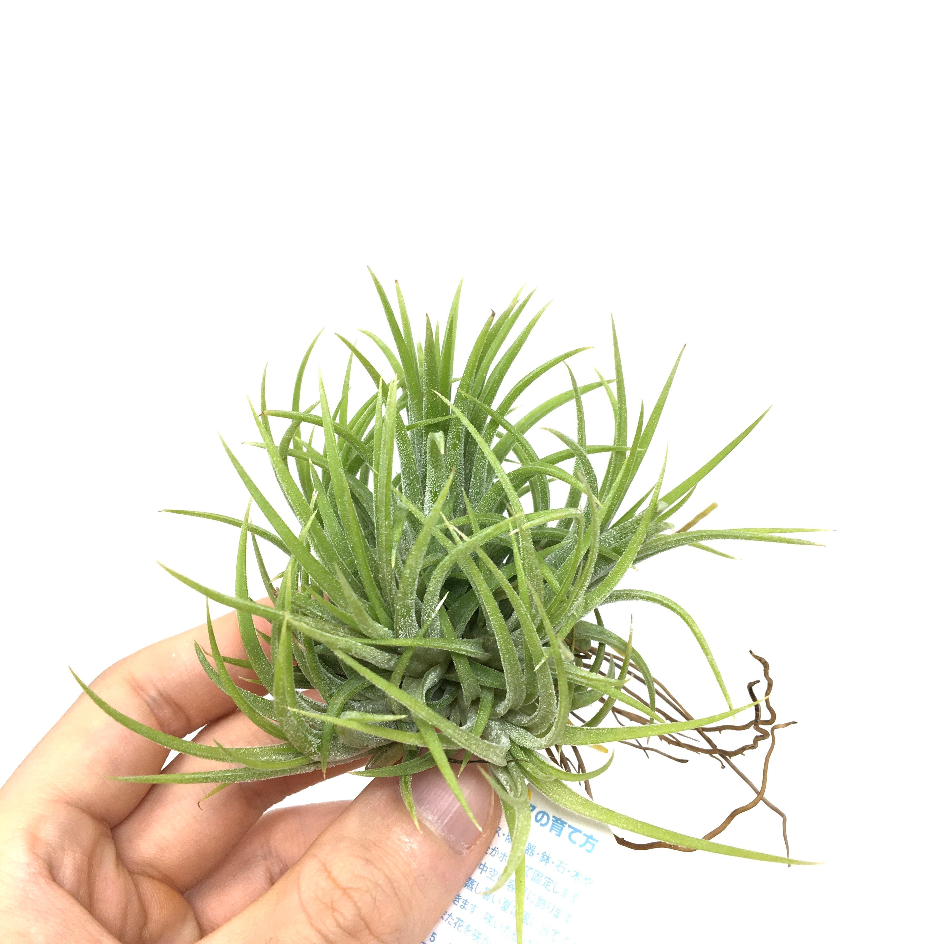 チランジア ベイレイ 特大クランプ Yahoo!オークション -「チランジア