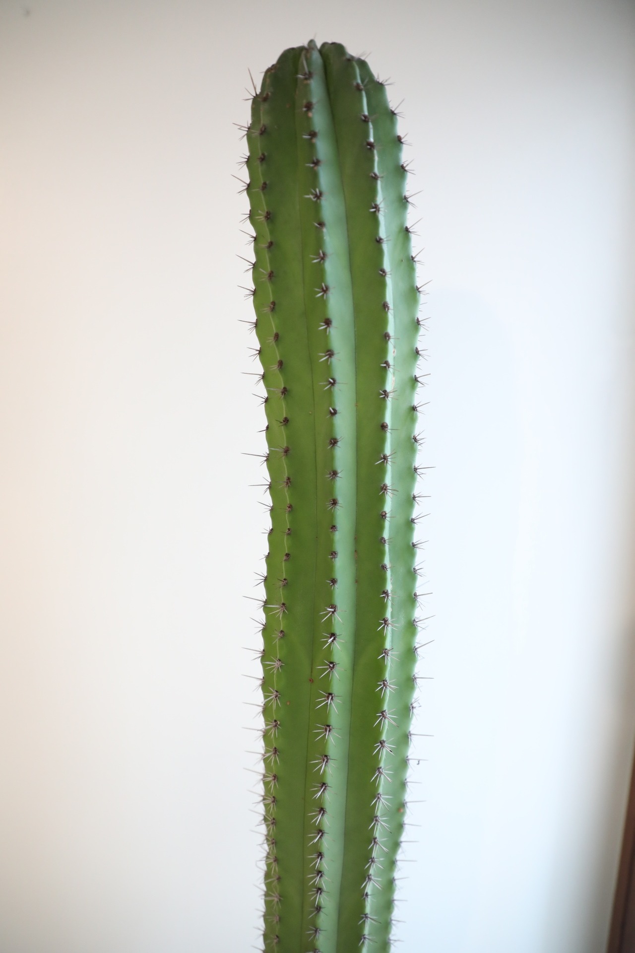 【渋谷区周辺エリア/配送料無料】【L】【160cm】ポラスキア 雷神閣/Polaskia chichipe ※ウッド鉢カバー付き