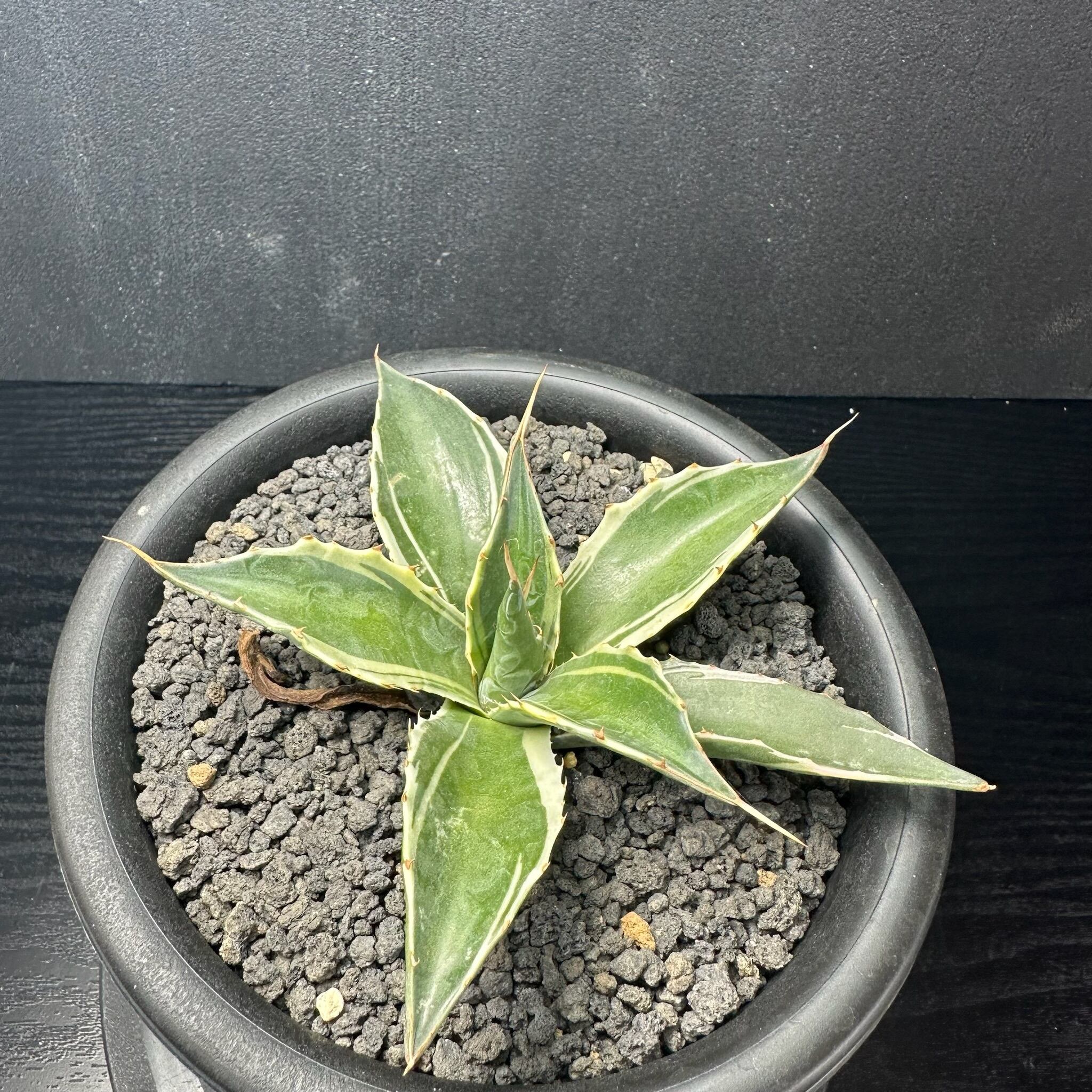 214 サルミアナ フェロックス (黄縞斑) / Salmiana ferox (yellow