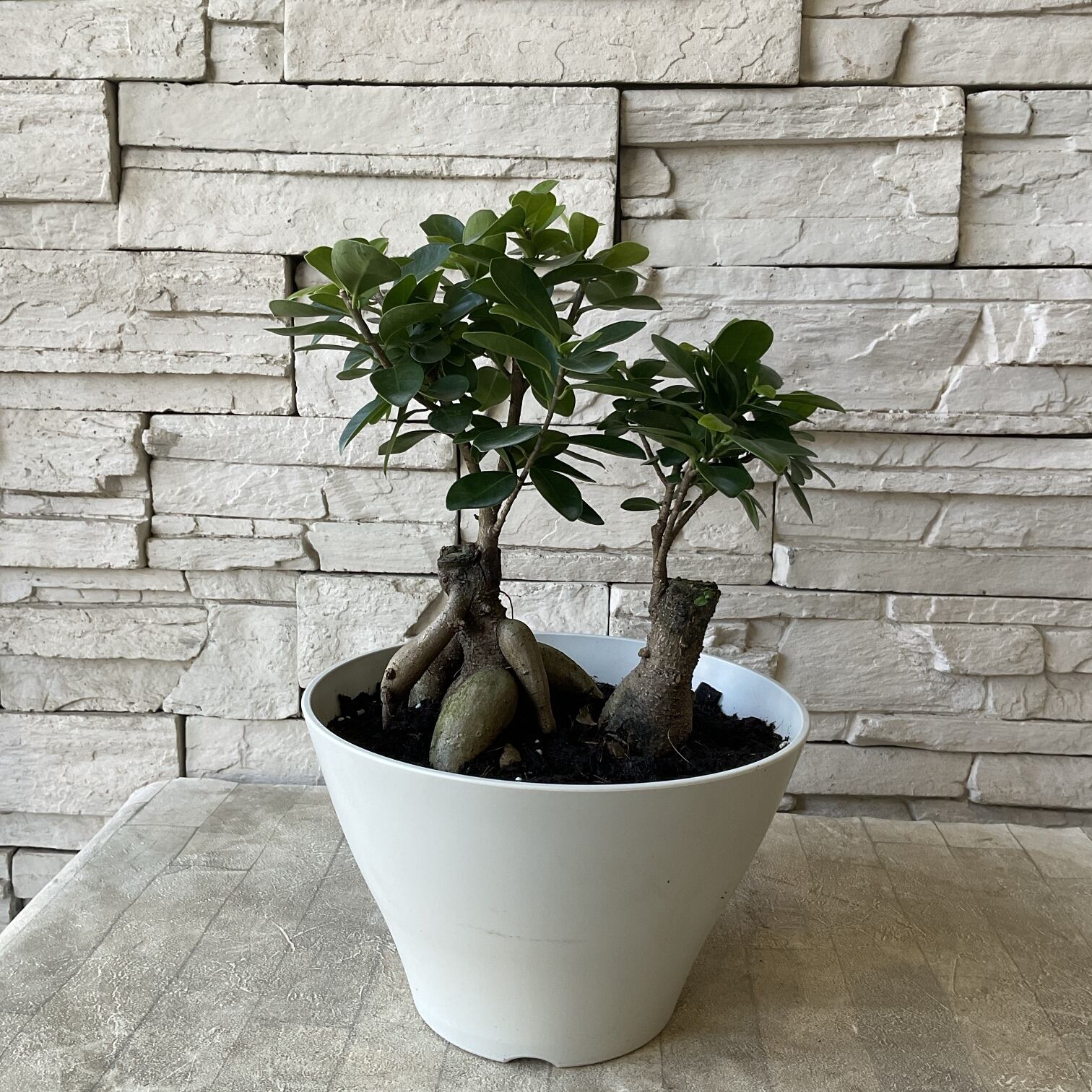 観葉植物】ガジュマル 7寸鉢 | 橋本種苗園