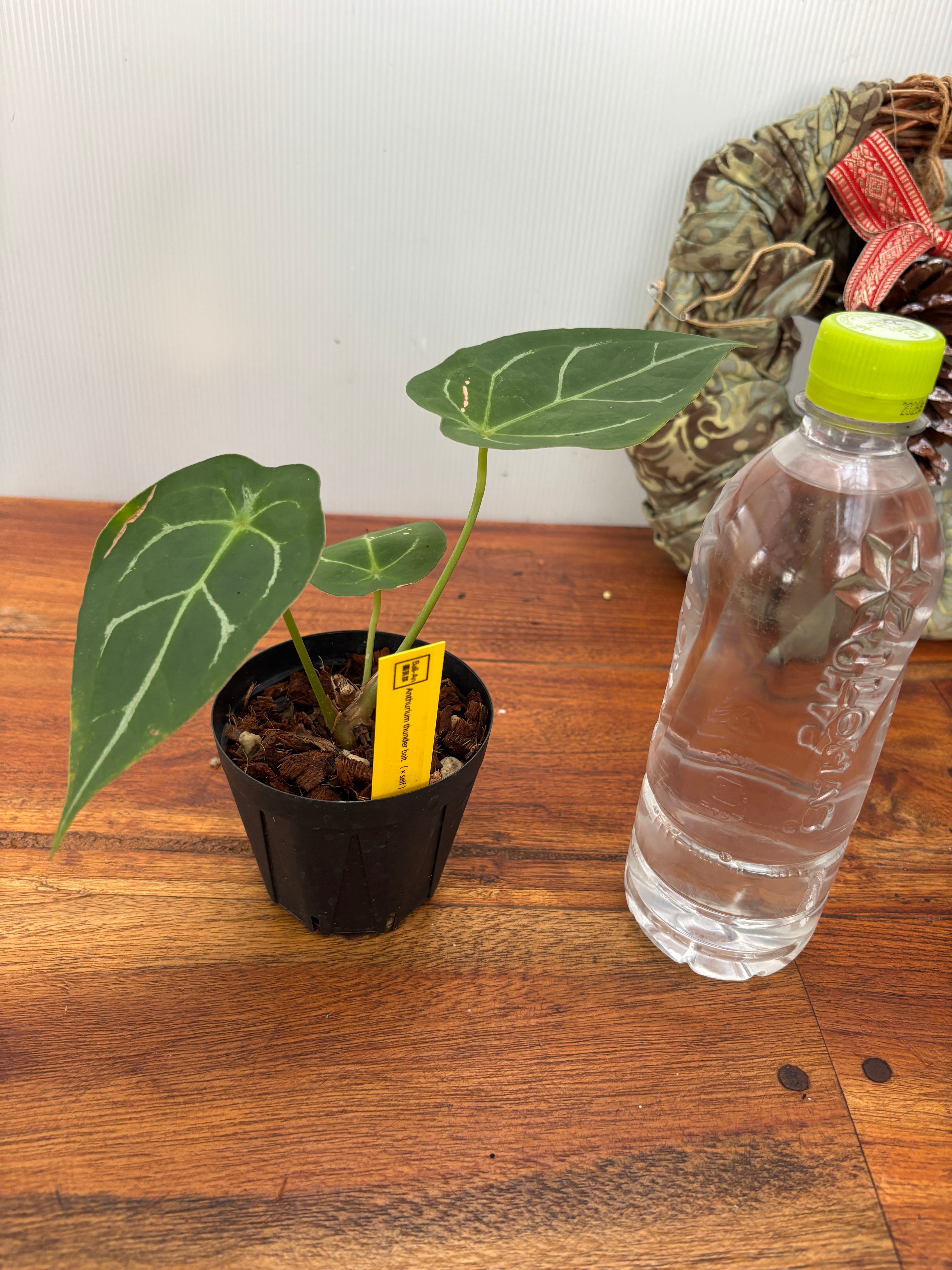 Anthurium | BA PLants