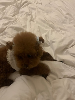 予約【pecoramou select】pretty home wear