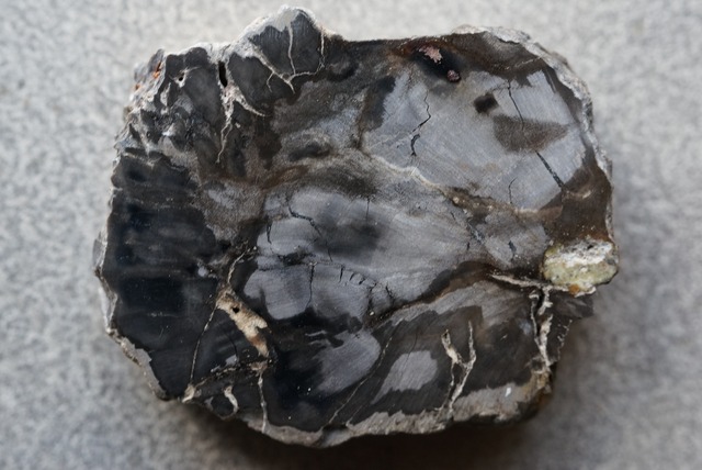 珪化木 Araucarioxylon ⑩